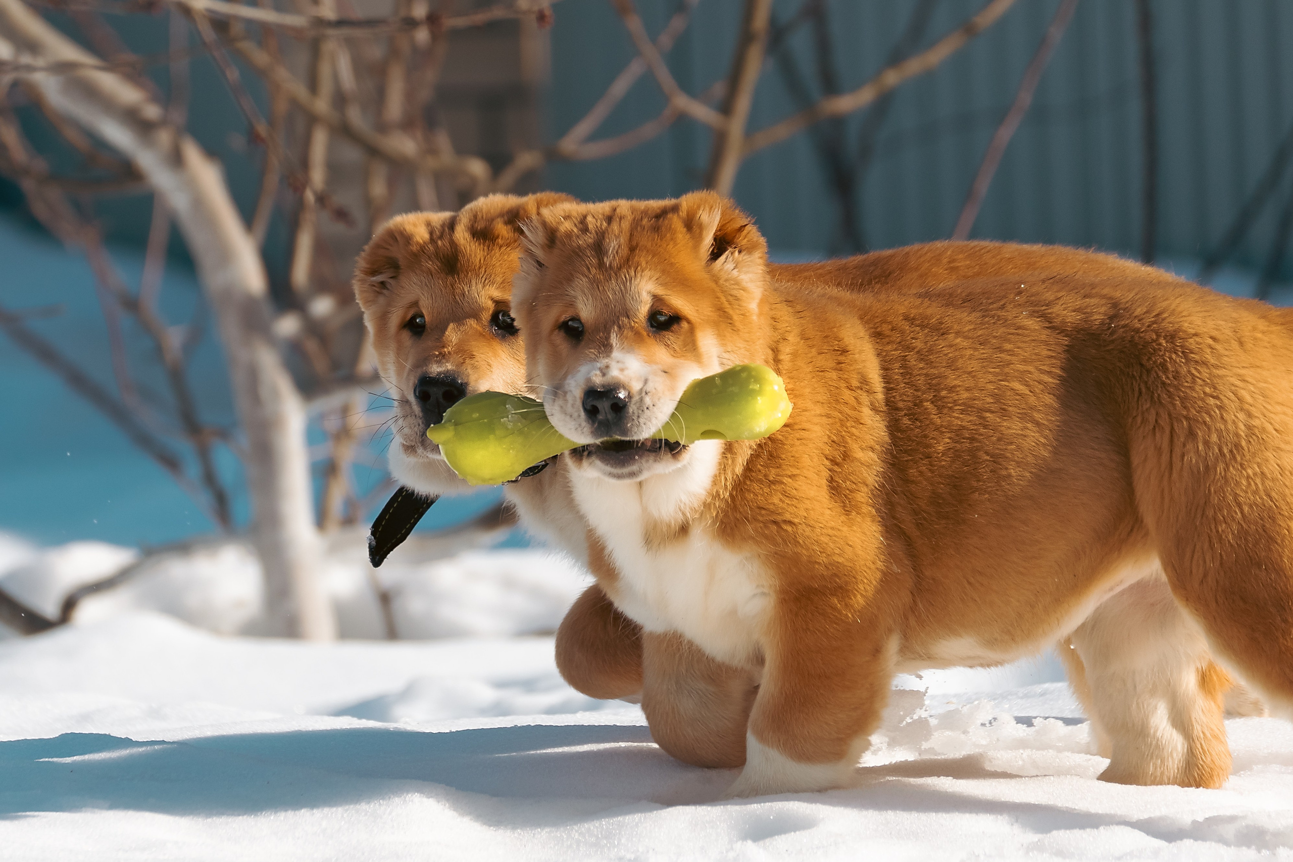 Щенки/котята. Фотограф-анималист Нижний Новгород