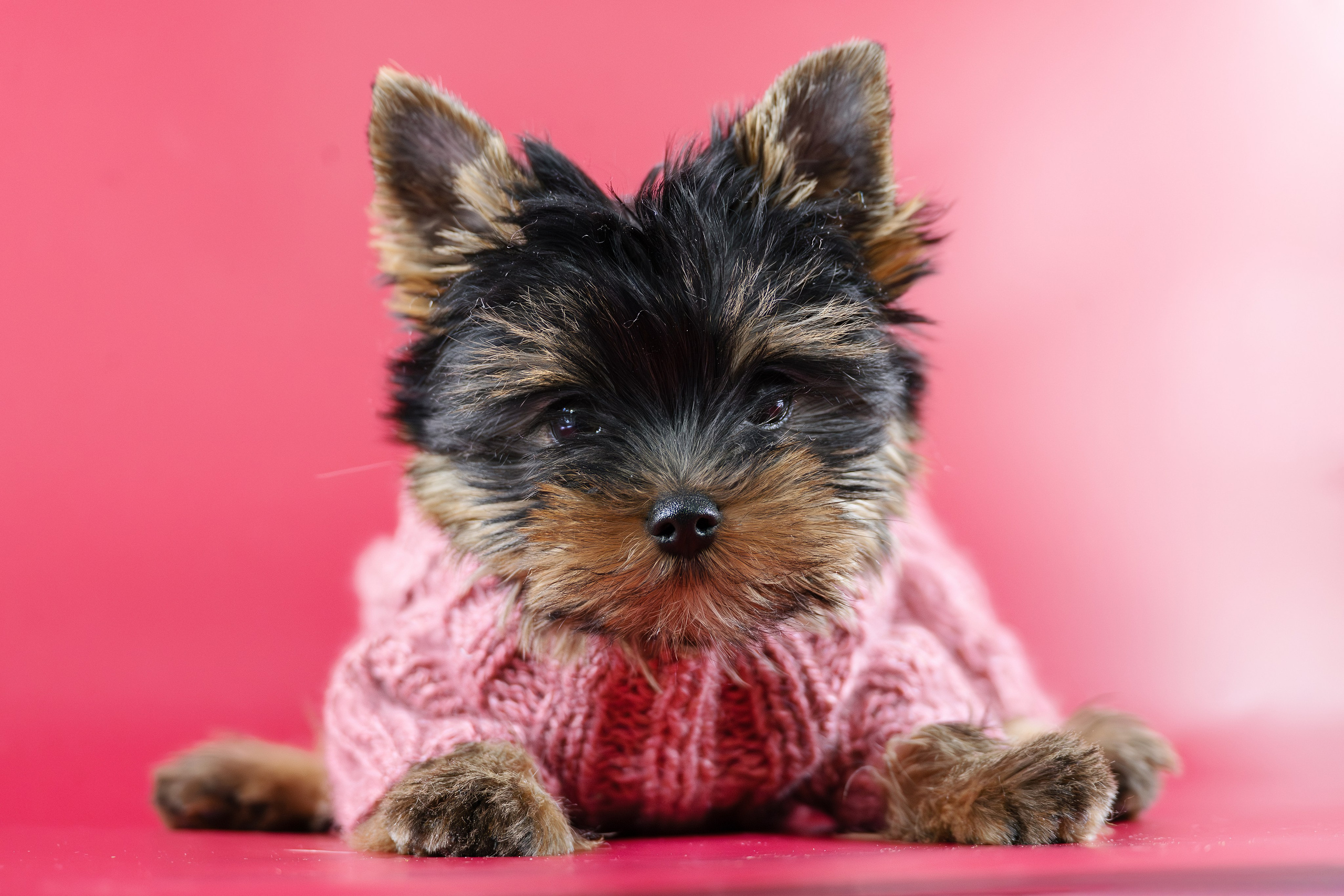 Щенки/котята. Фотограф-анималист Нижний Новгород