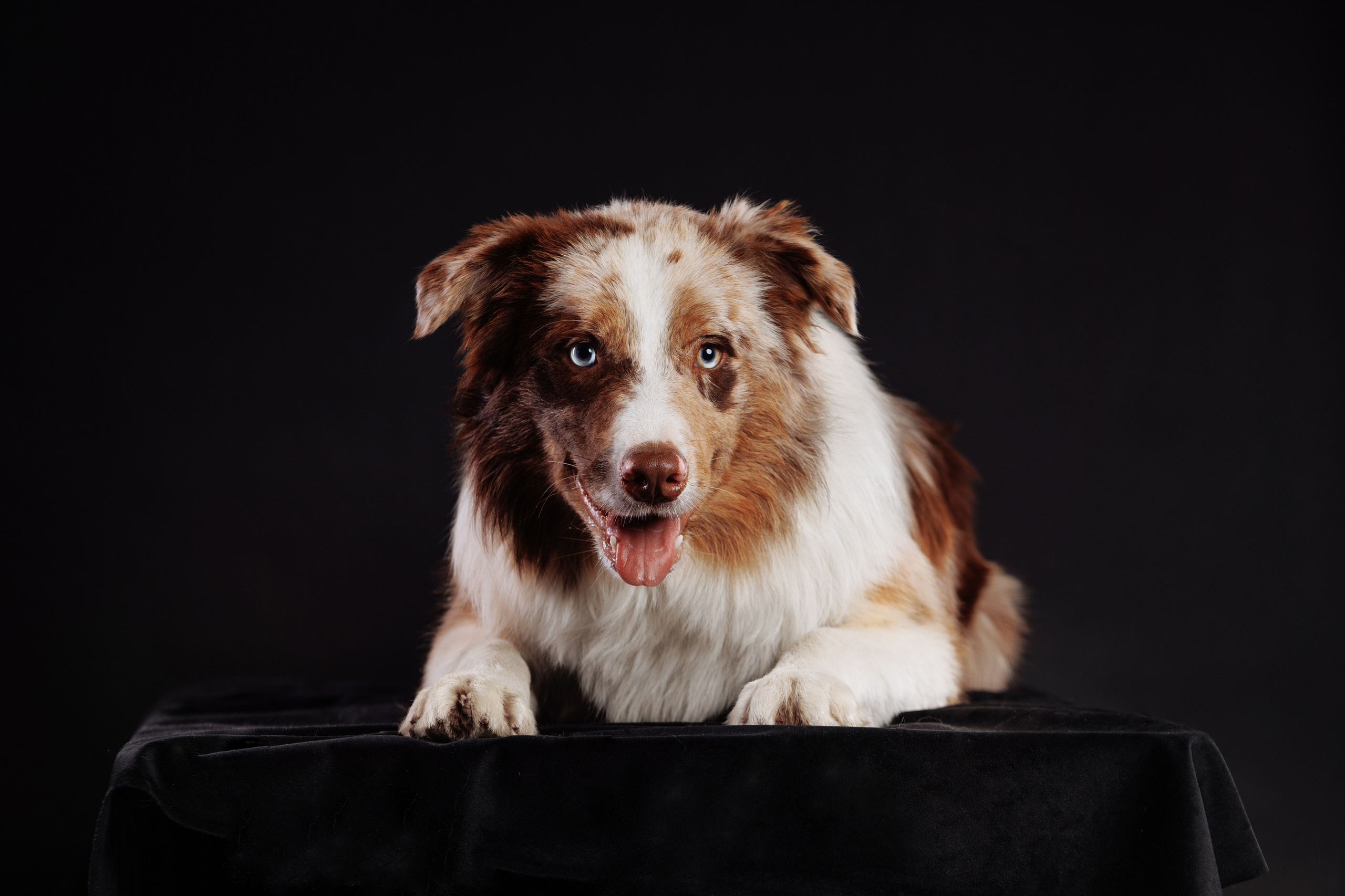 С цыпами. О нас