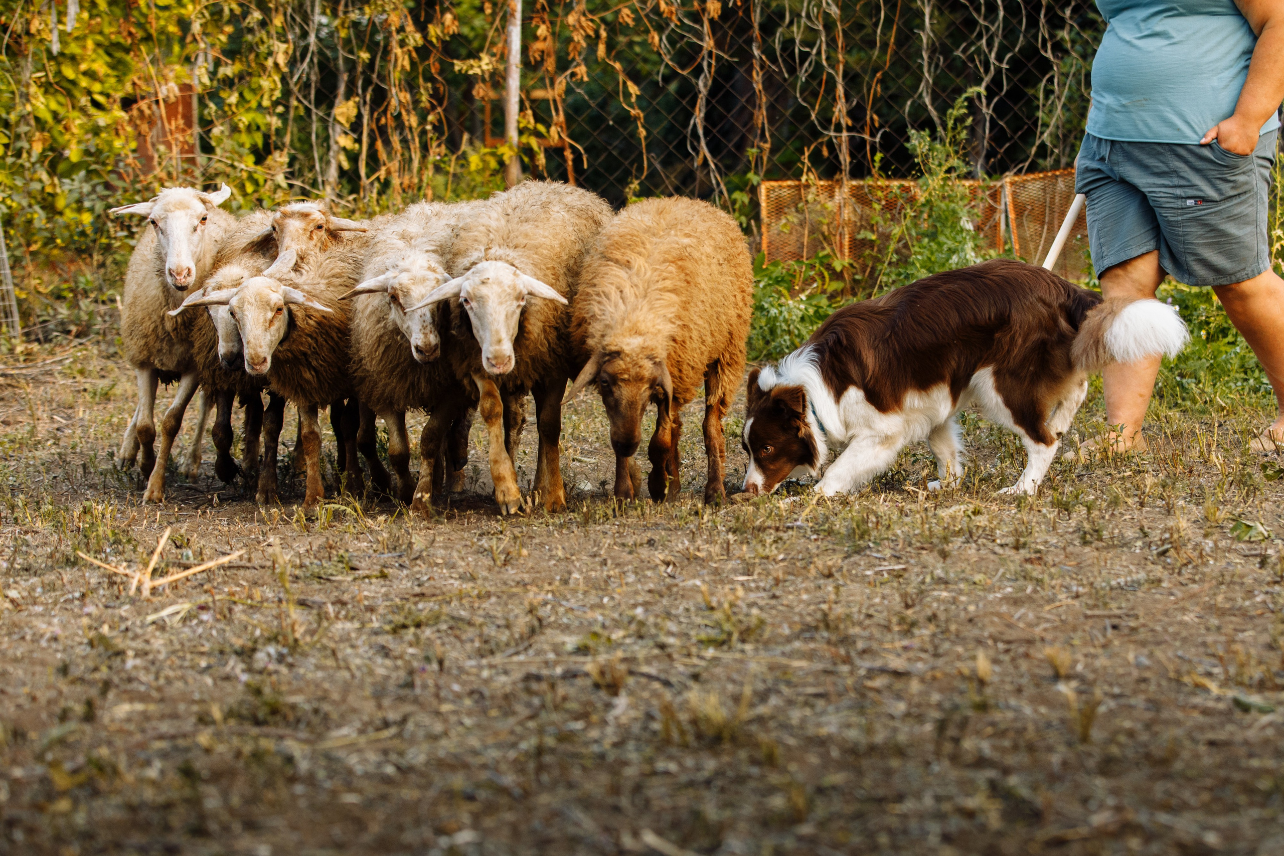 Овечий день. О нас