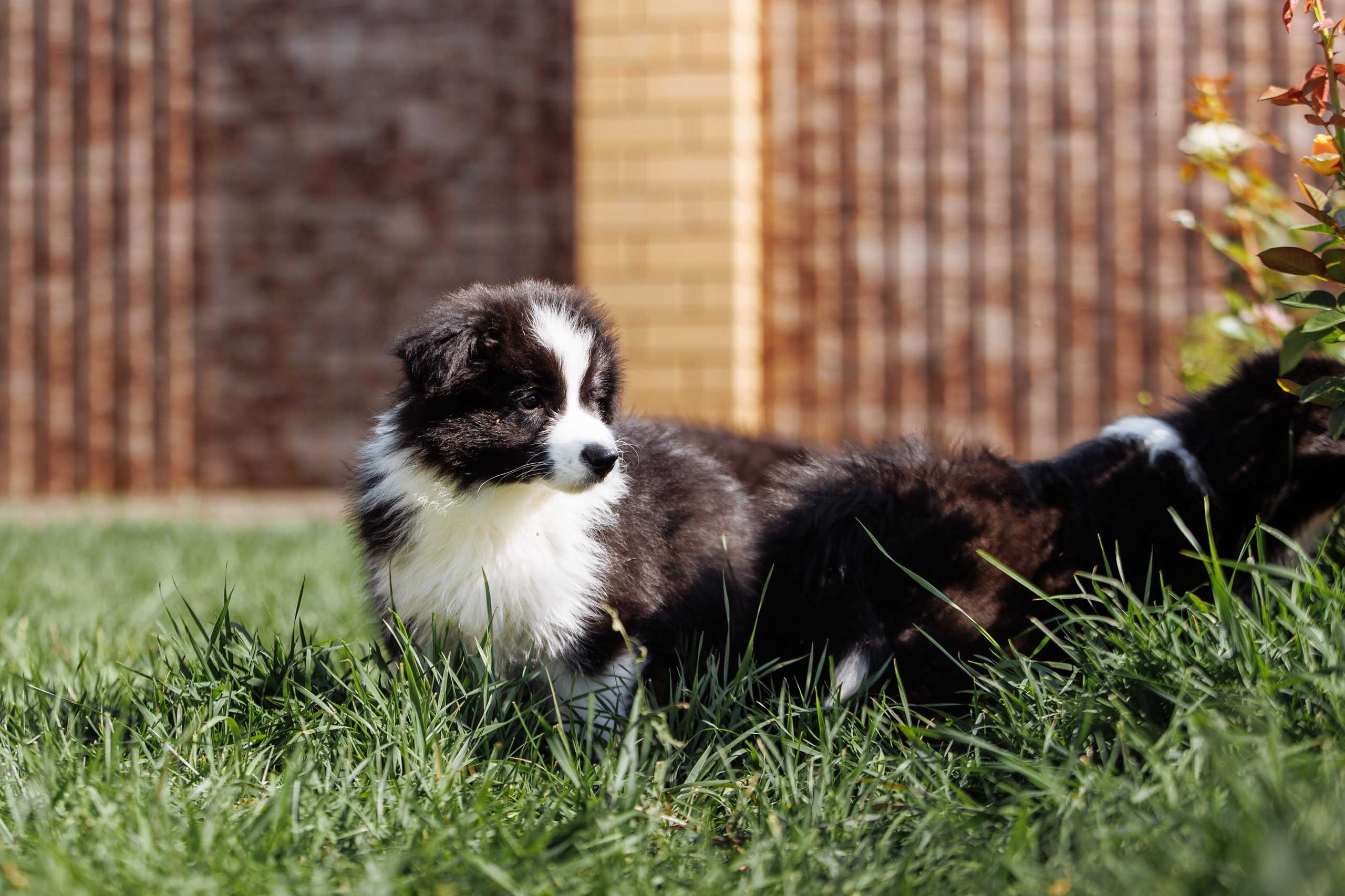 МММ — маленькое мягкое милое. О нас