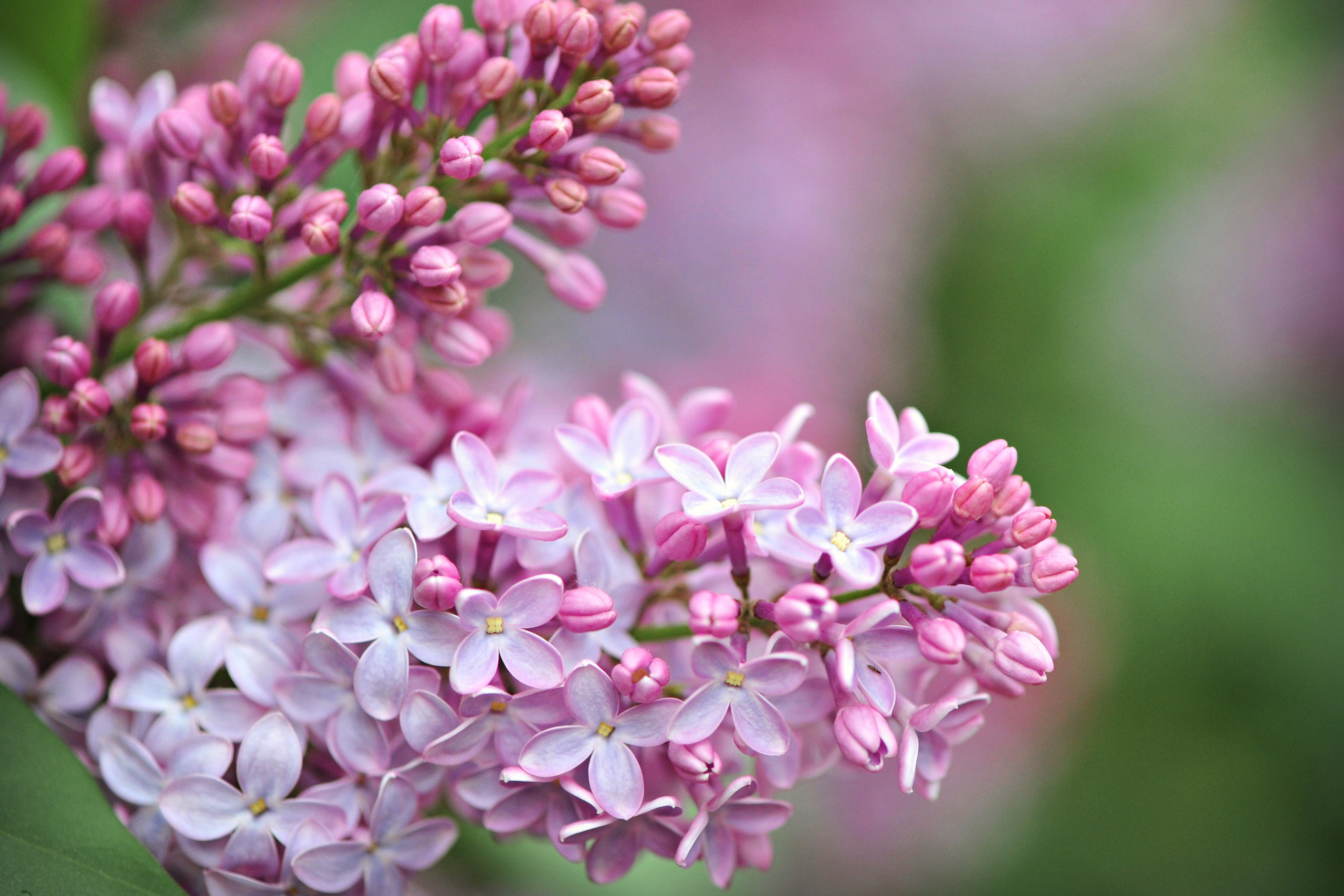 Топ мест где цветет сирень