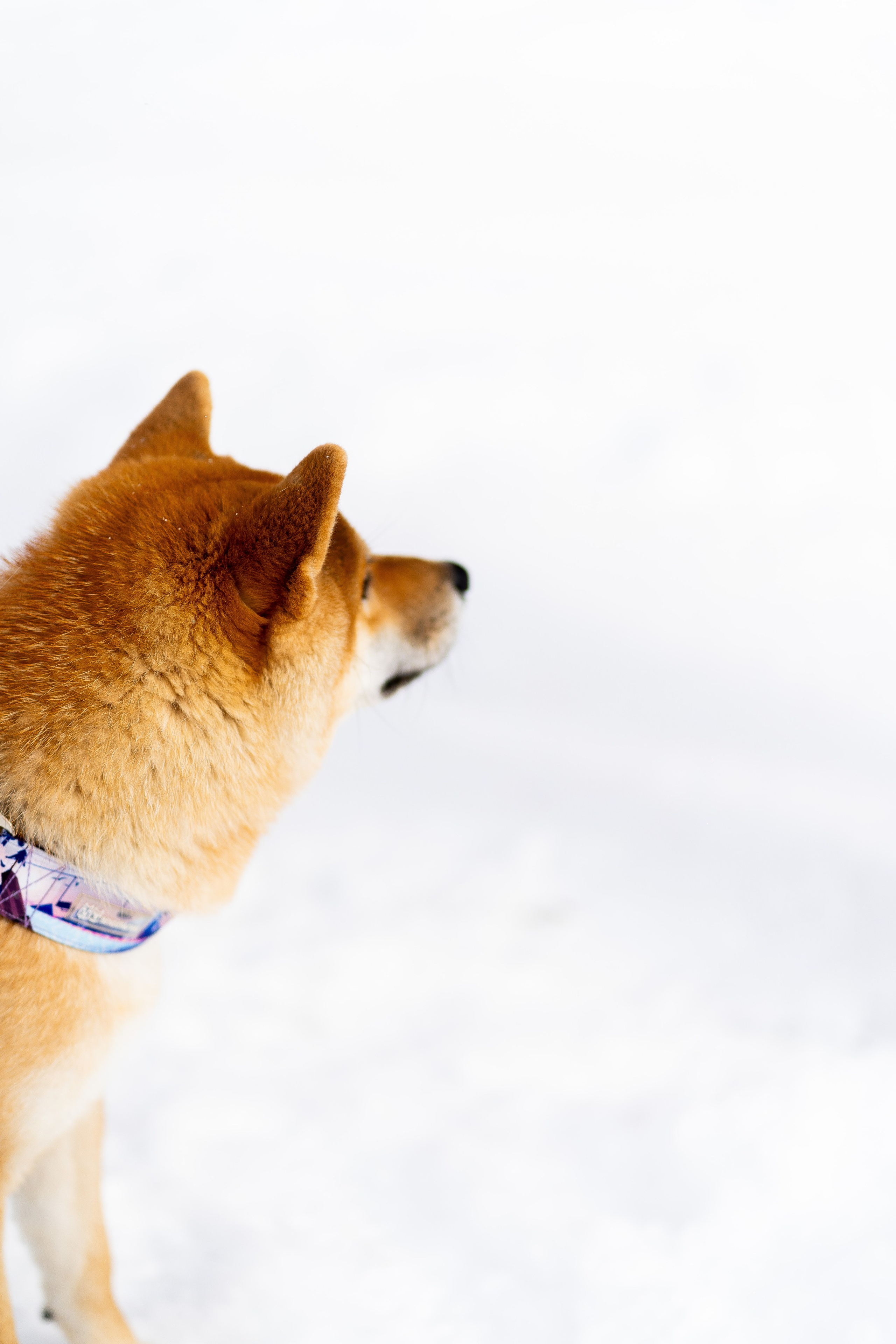 Соня&Лёня. Анастасия Паршукова — фотограф Шерегеш Новосибирск