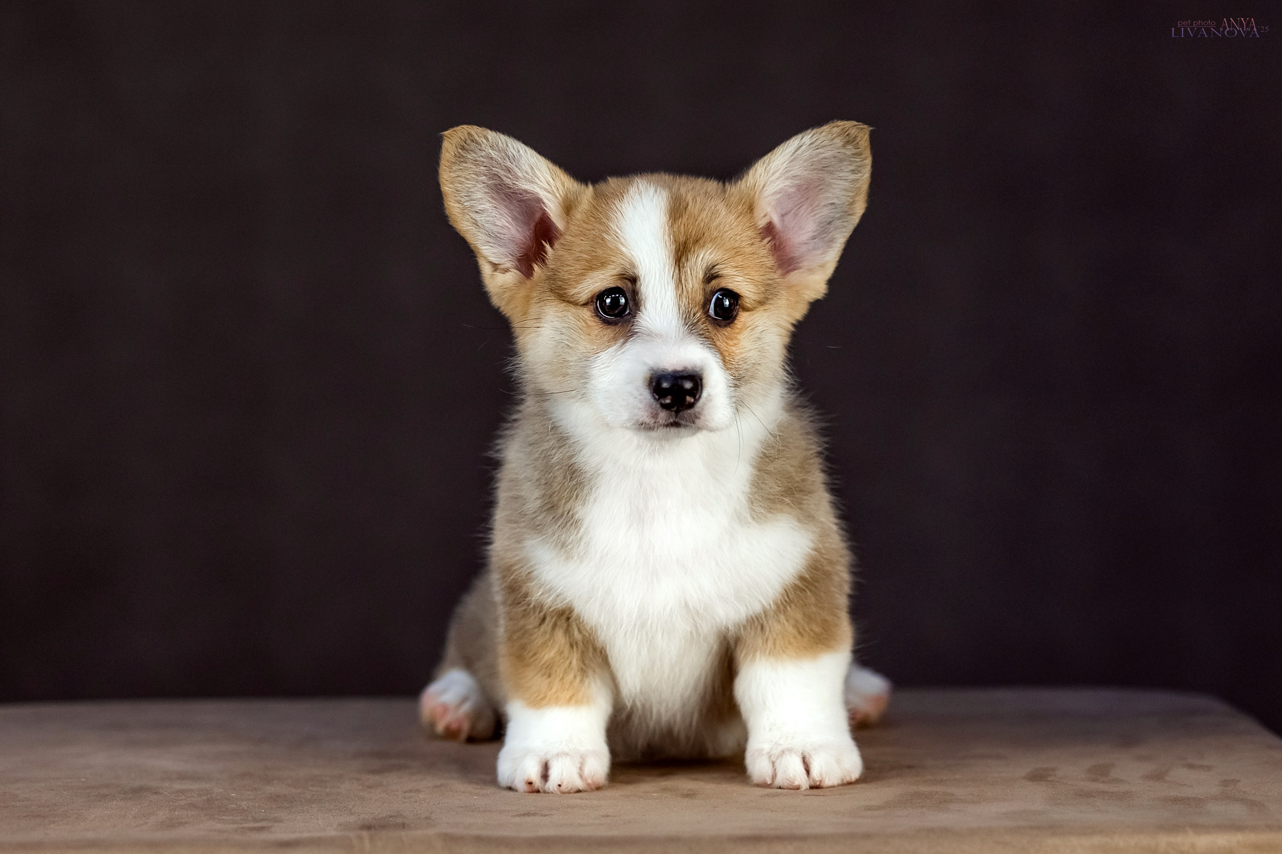 Коржики. Фотограф анималист Аня Ливанова | Рыбинск