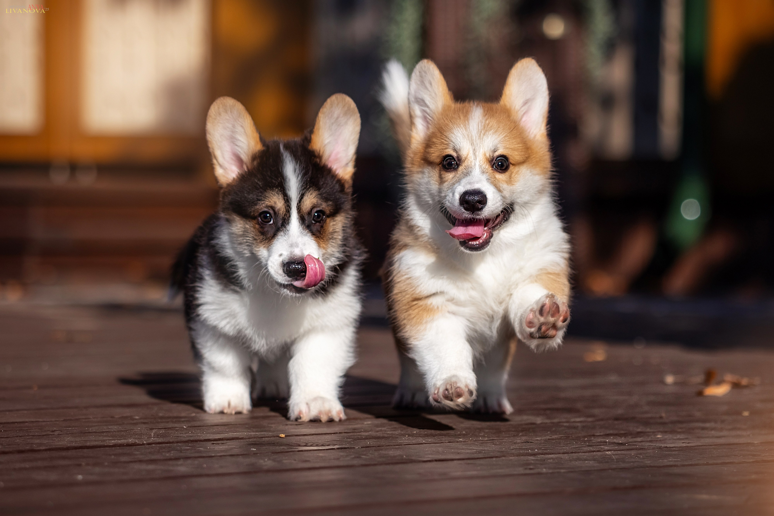 Коржики. Фотограф анималист Аня Ливанова | Рыбинск
