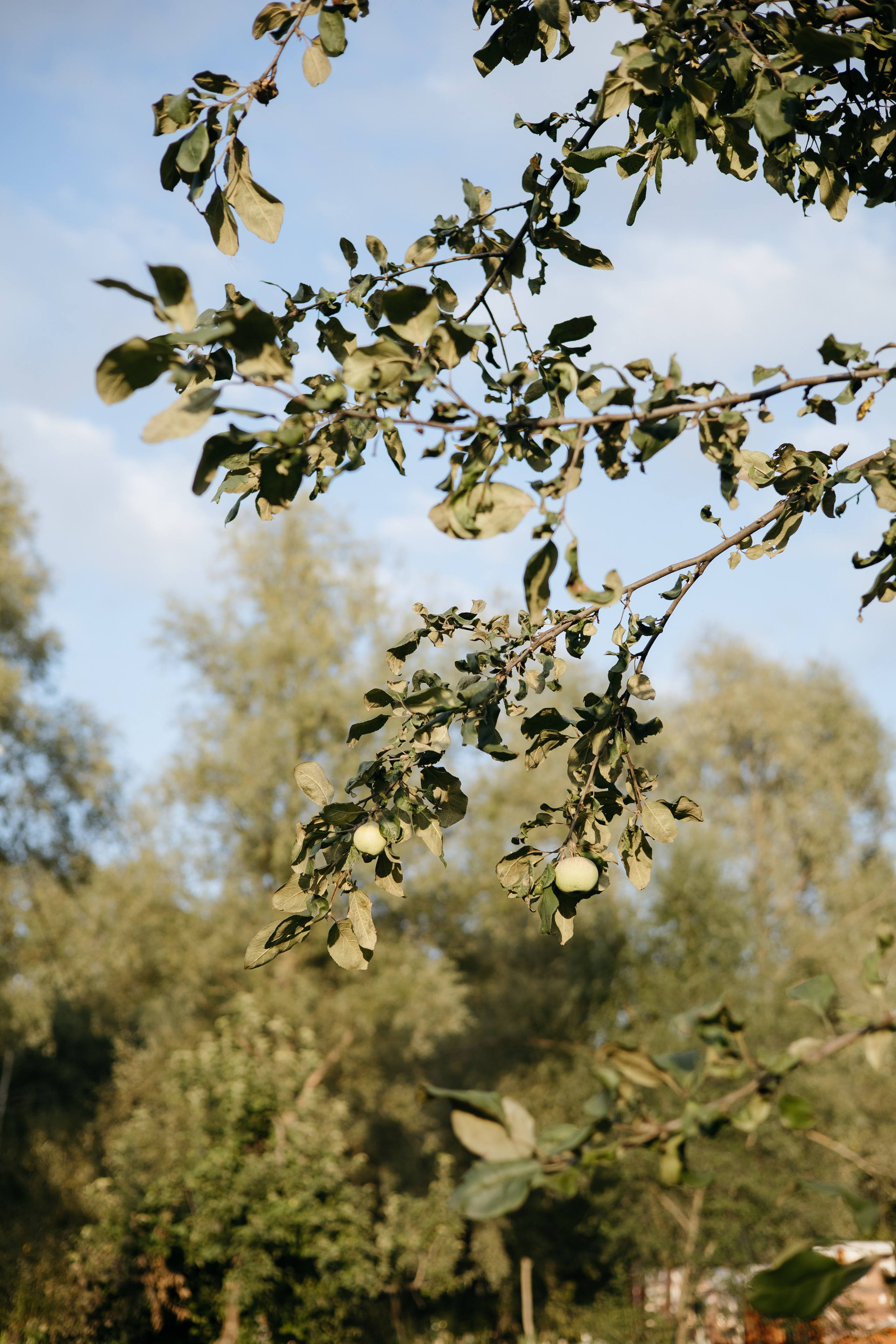 ДИНИЯ. Фотограф Элла Ефимова