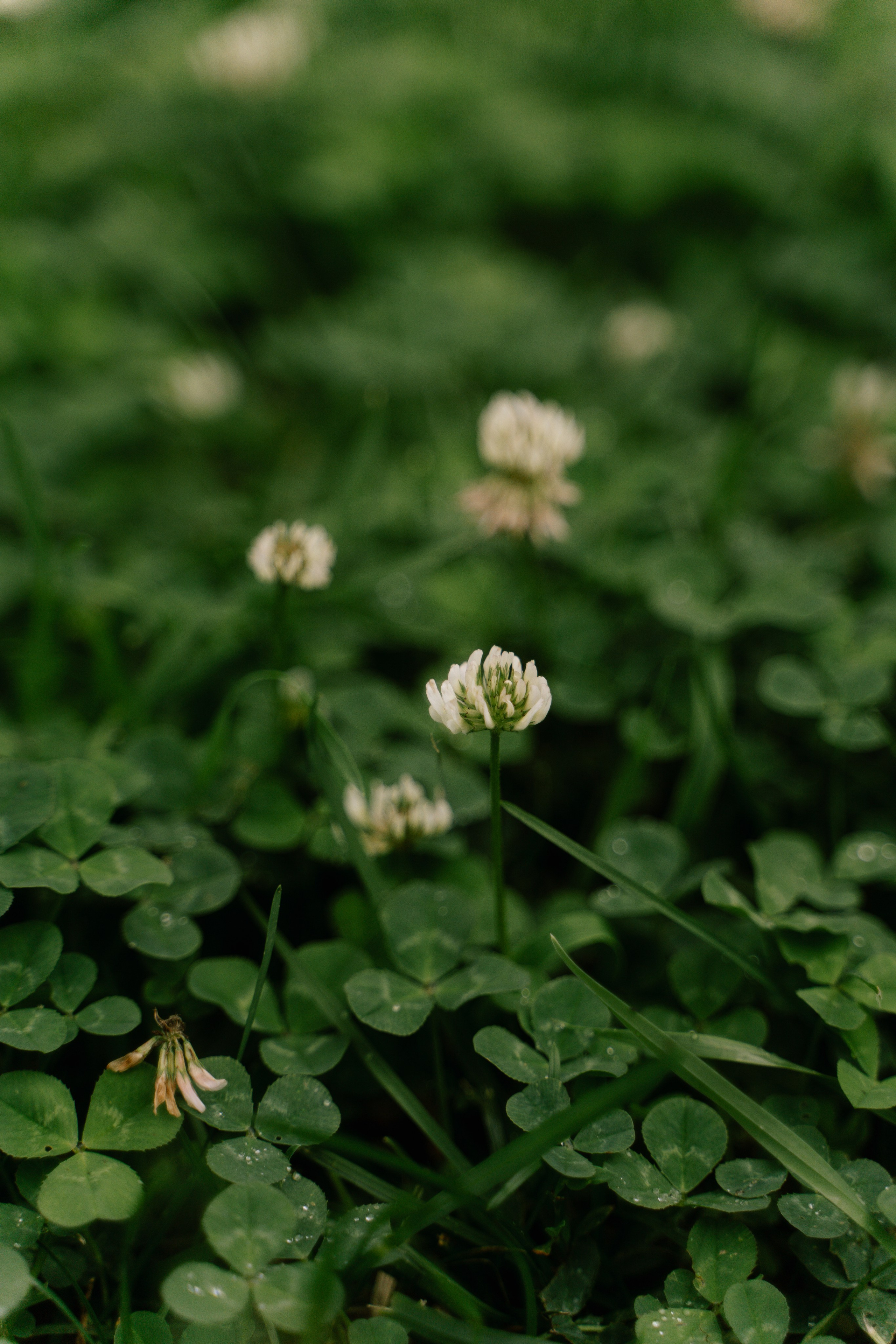 Вадим Александра. Свадебный фотограф Воронеж