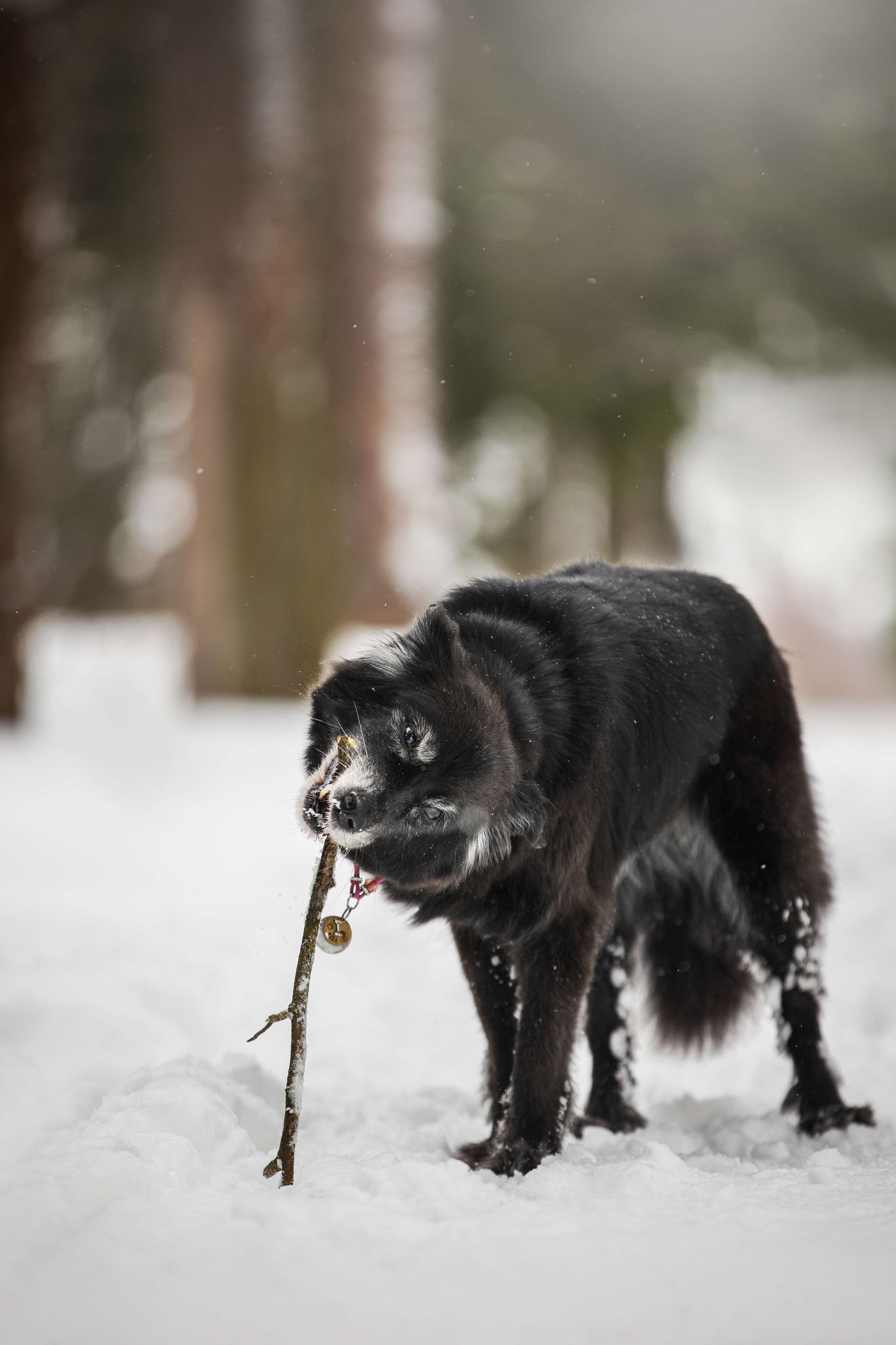 Валя, Варя и Лада. Фотограф анималист в Москве Майорова Евгения
