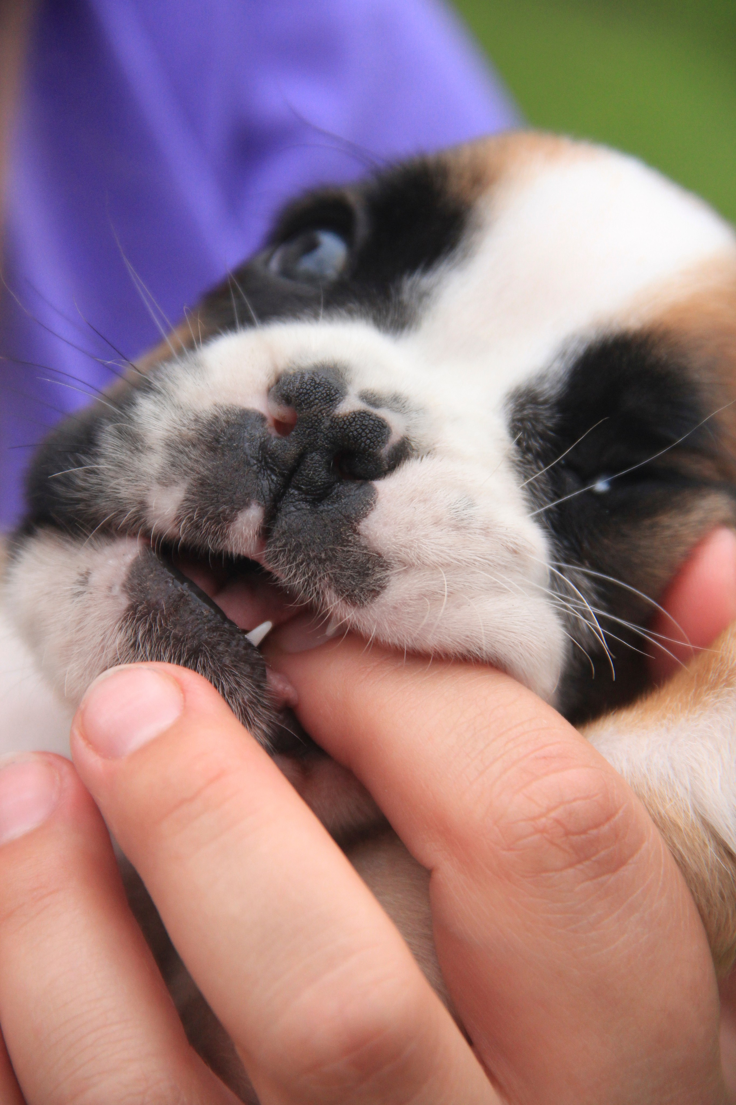 Щенки. Фотограф — анималист в Москве и области Ольга Петракова