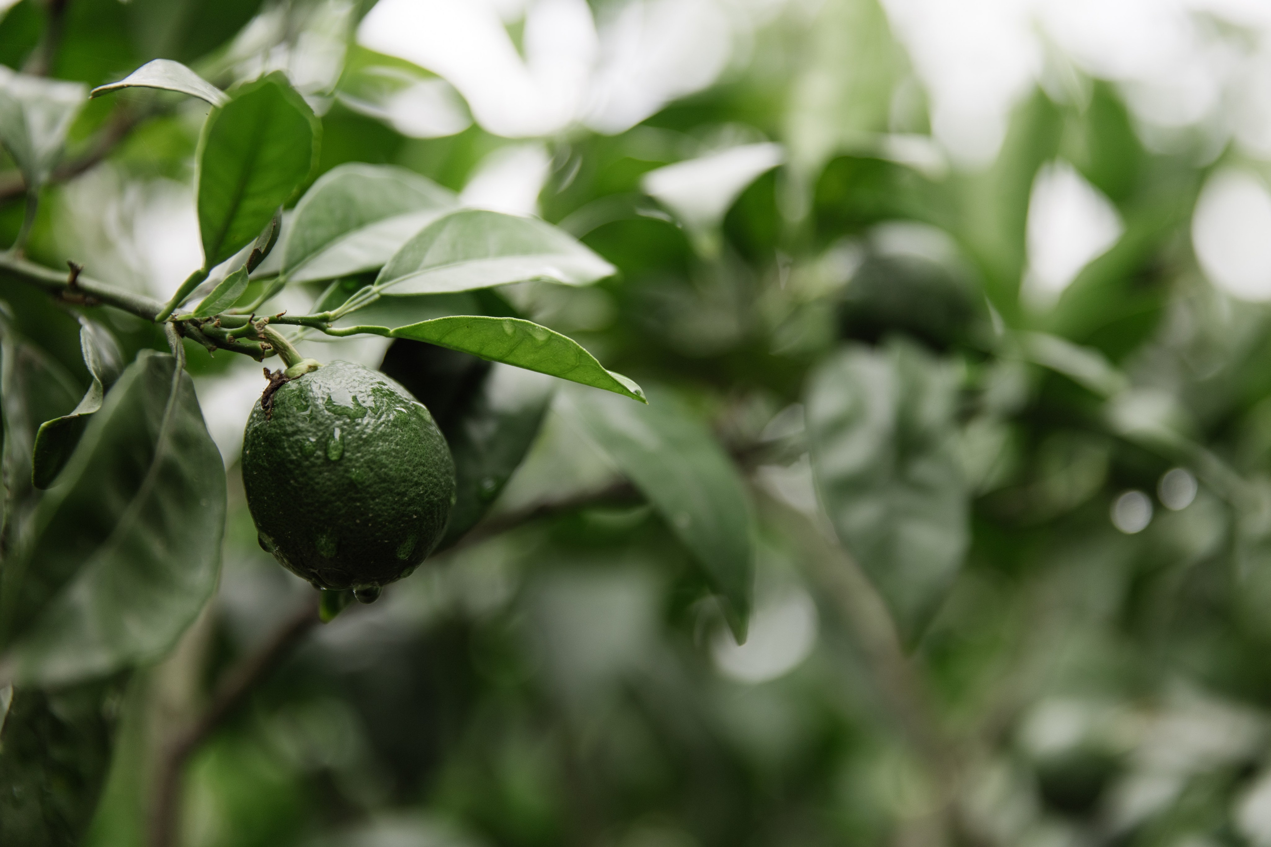 Португальская история. Свадебный и портретный фотограф