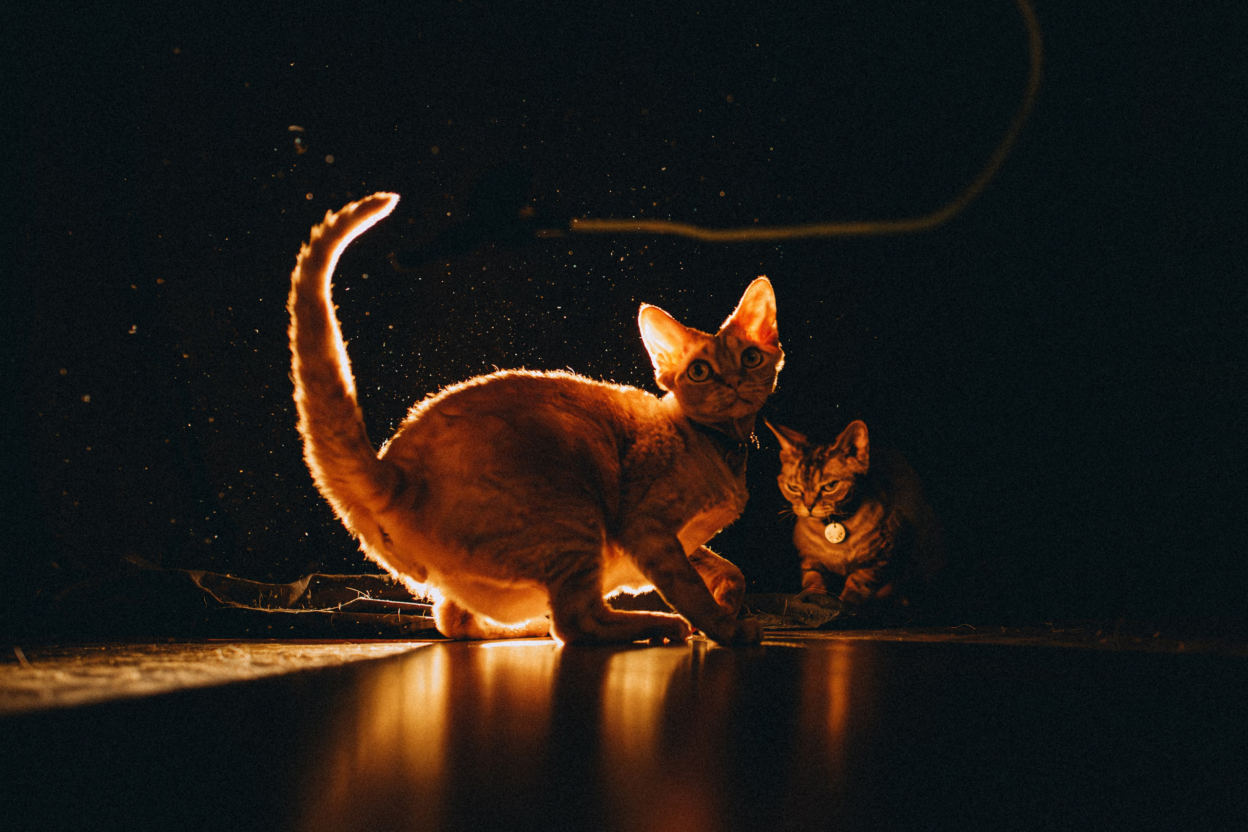 Гречка, Ковш и их семья