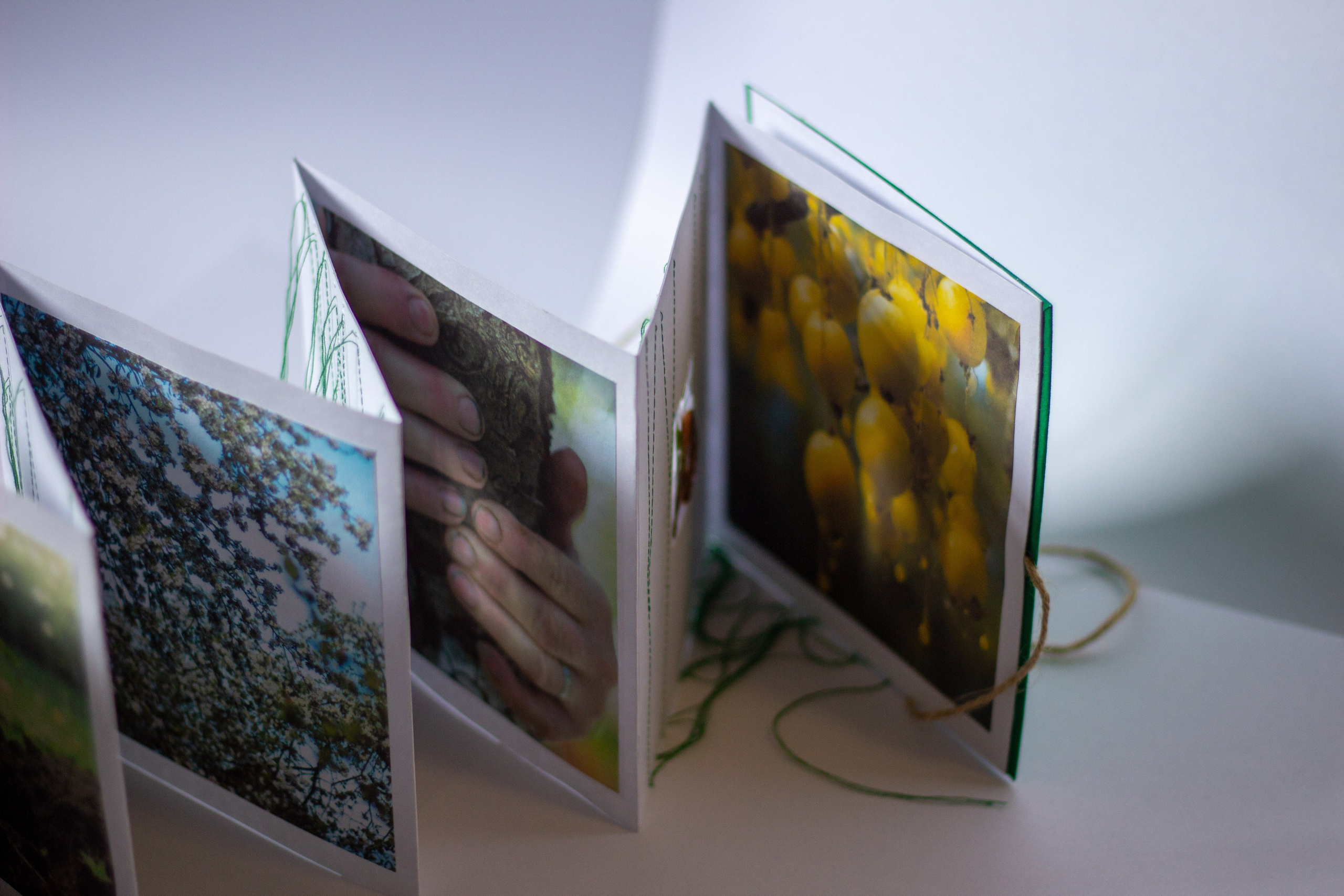 Плодовые (2024 — в процессе). Julia Gorbunova