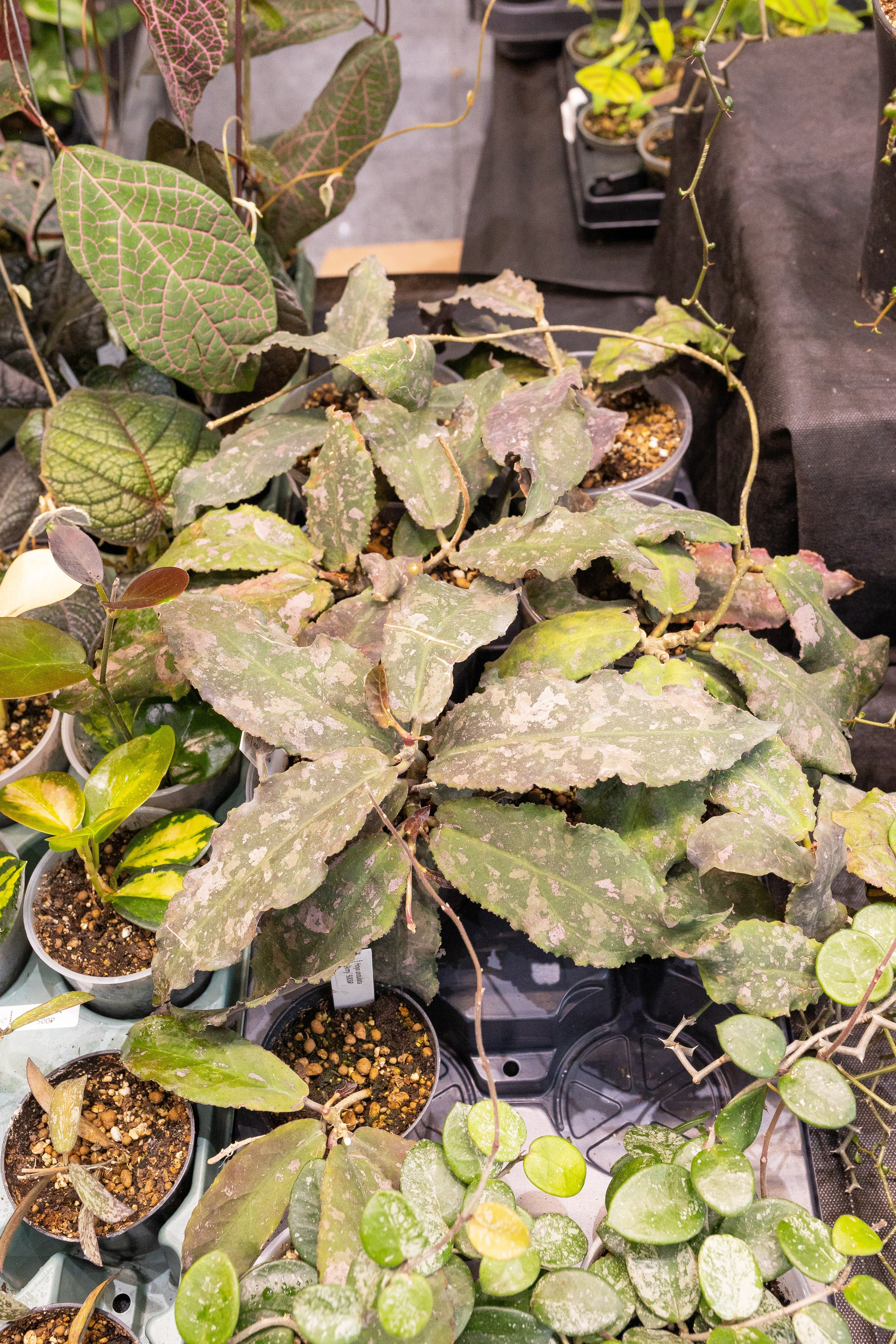 Орхидиум май 2025. Александра Куликова фотограф, Москва