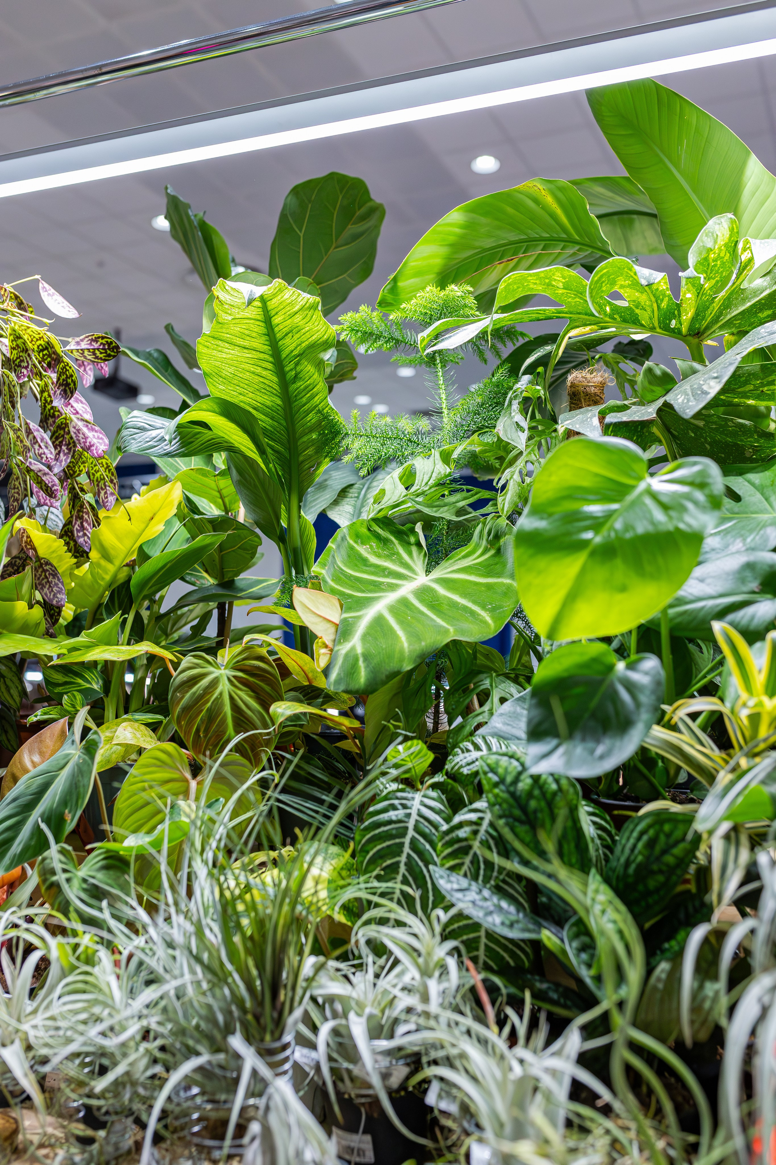 Монстериум апрель 2026. Александра Куликова фотограф, Москва