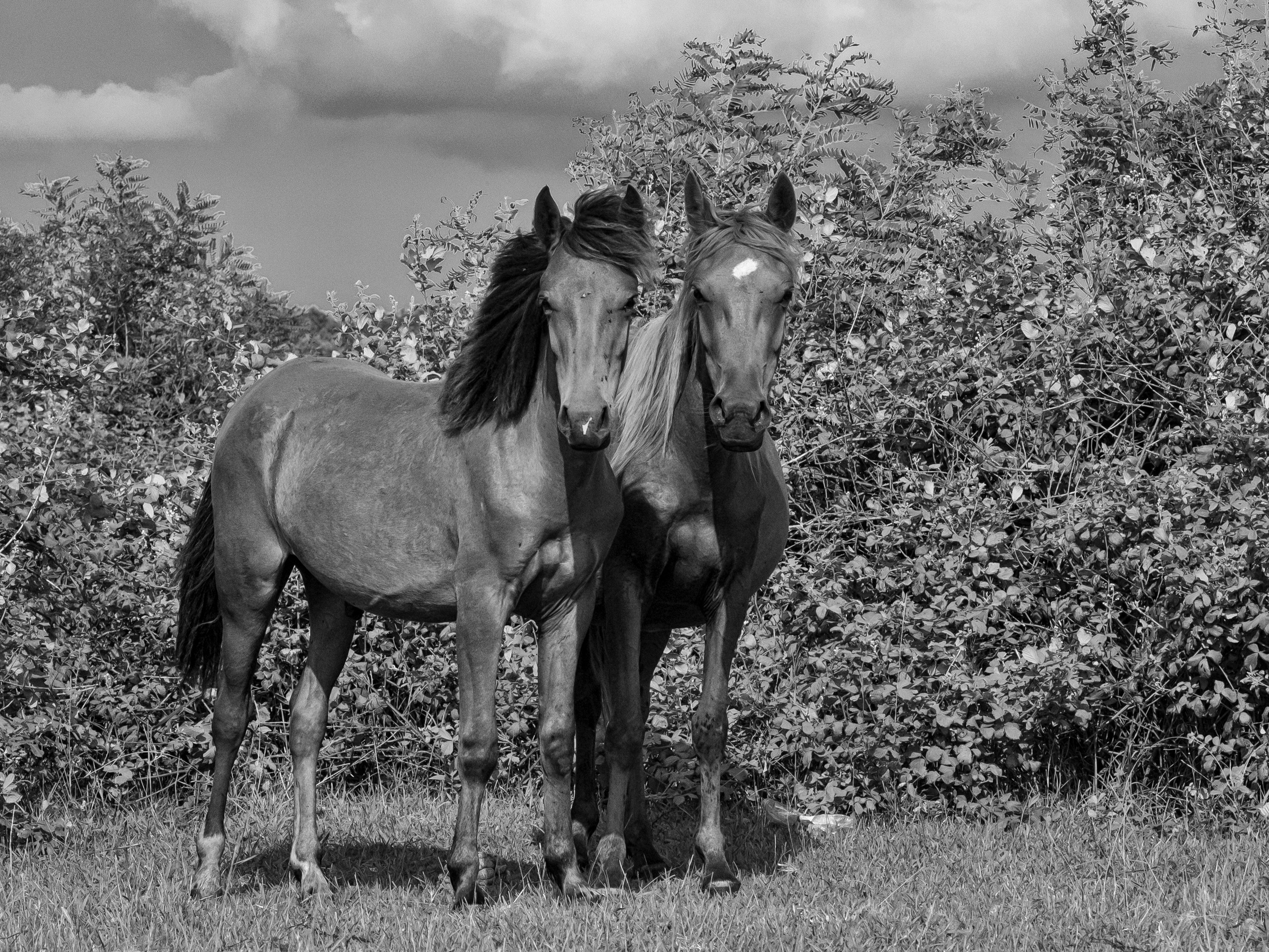 Dimitri Bakhtadze, dogs photos. Dimitri Bakhtadze photographer