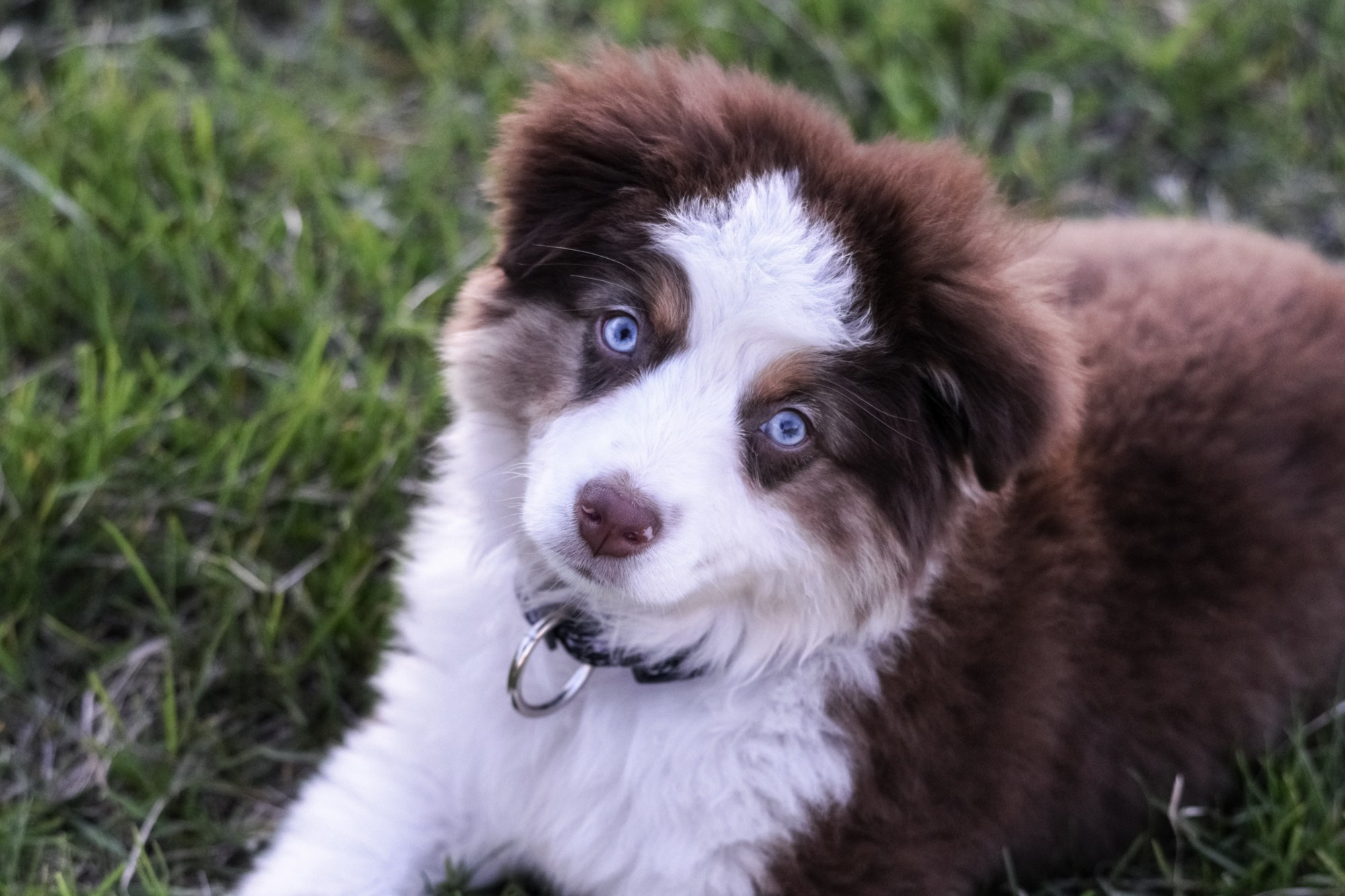 ФОТОСЪЕМКА С СОБАКАМИ. Репортажный и предметный фотограф Ольга Доловова в Ульяновске