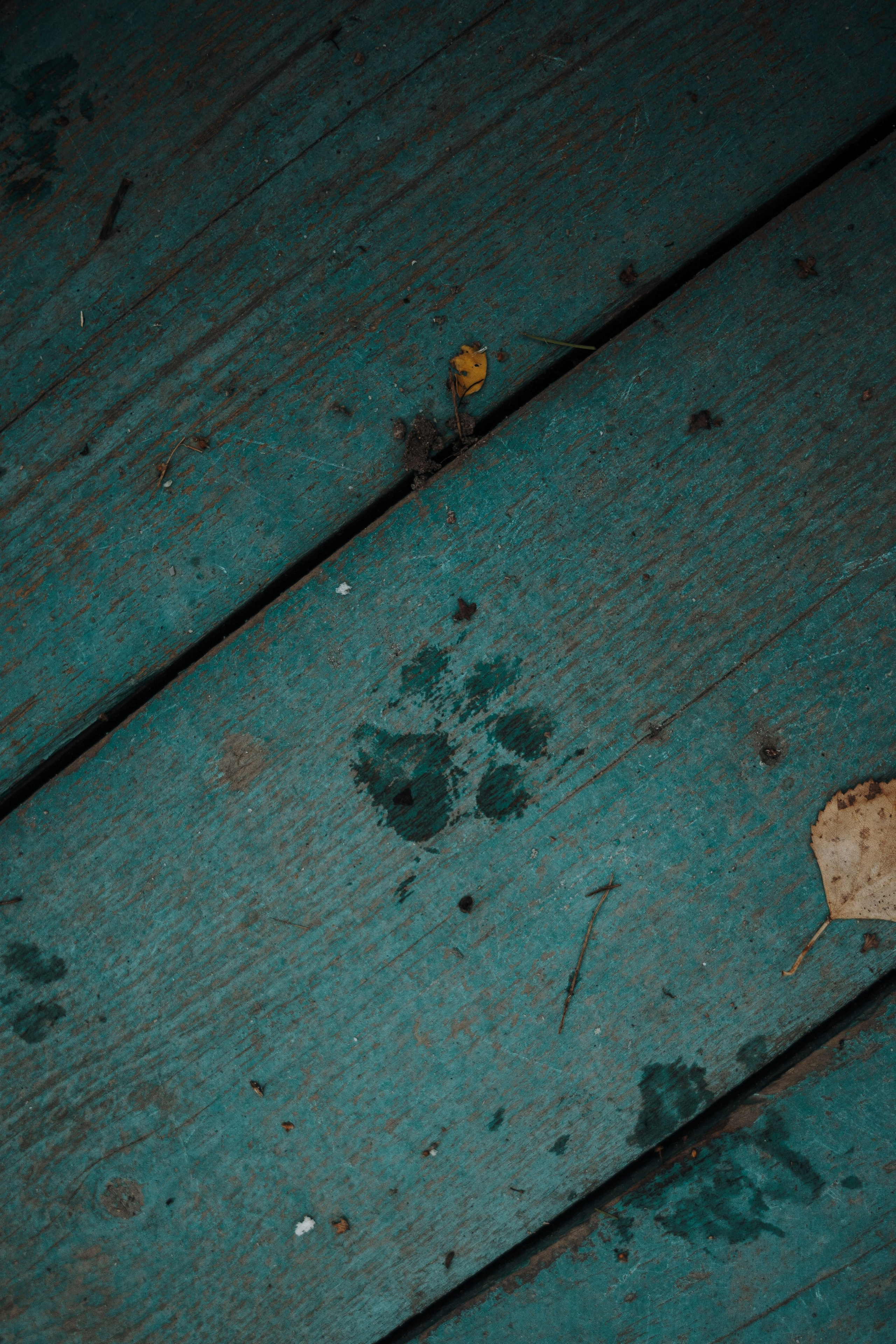 Юля и Терри. Фотограф — Анималист | Санкт-Петербург