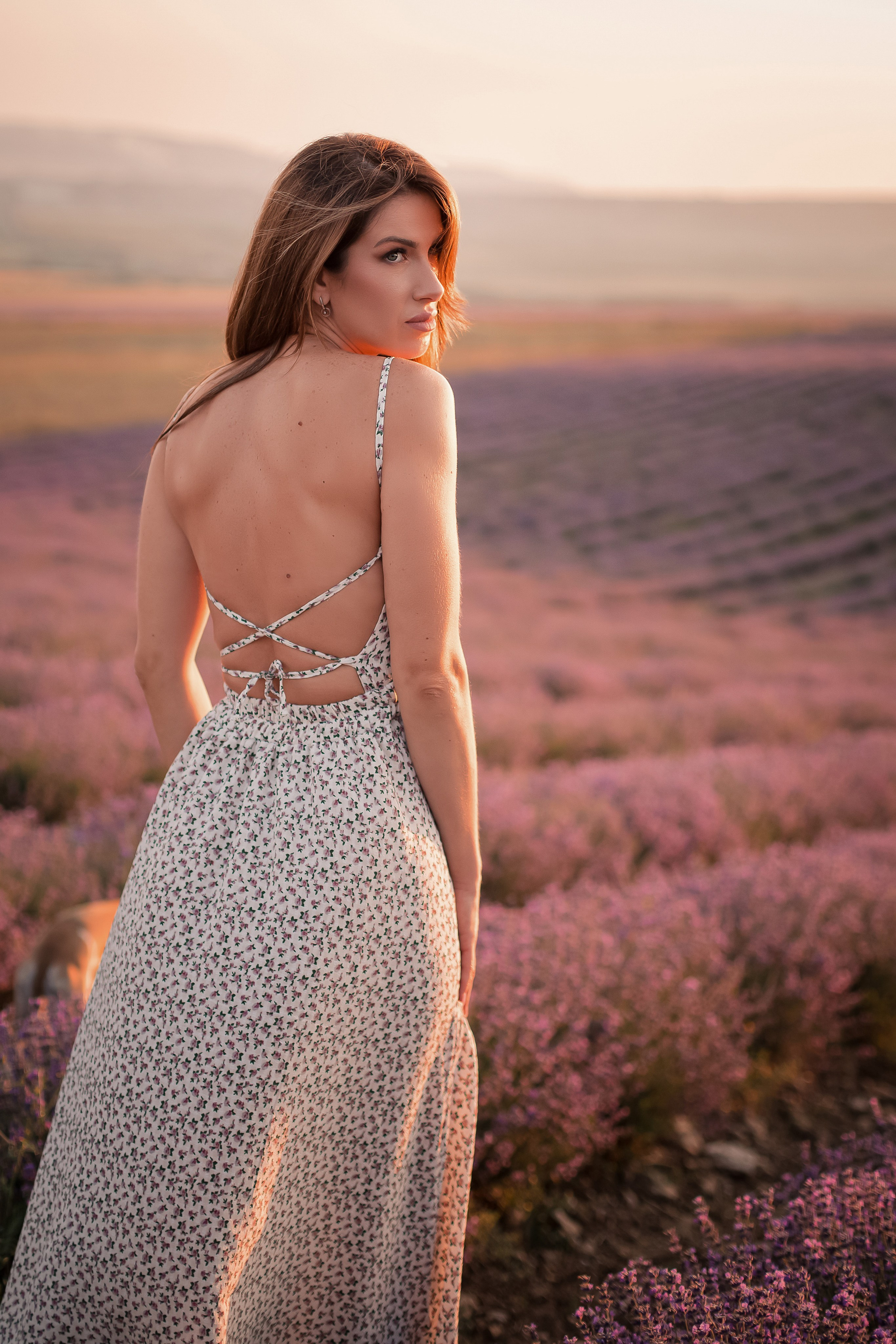 Уиппеты на лавандовом поле в Крыму. Фотограф-анималист в Краснодаре Маша Мельникова