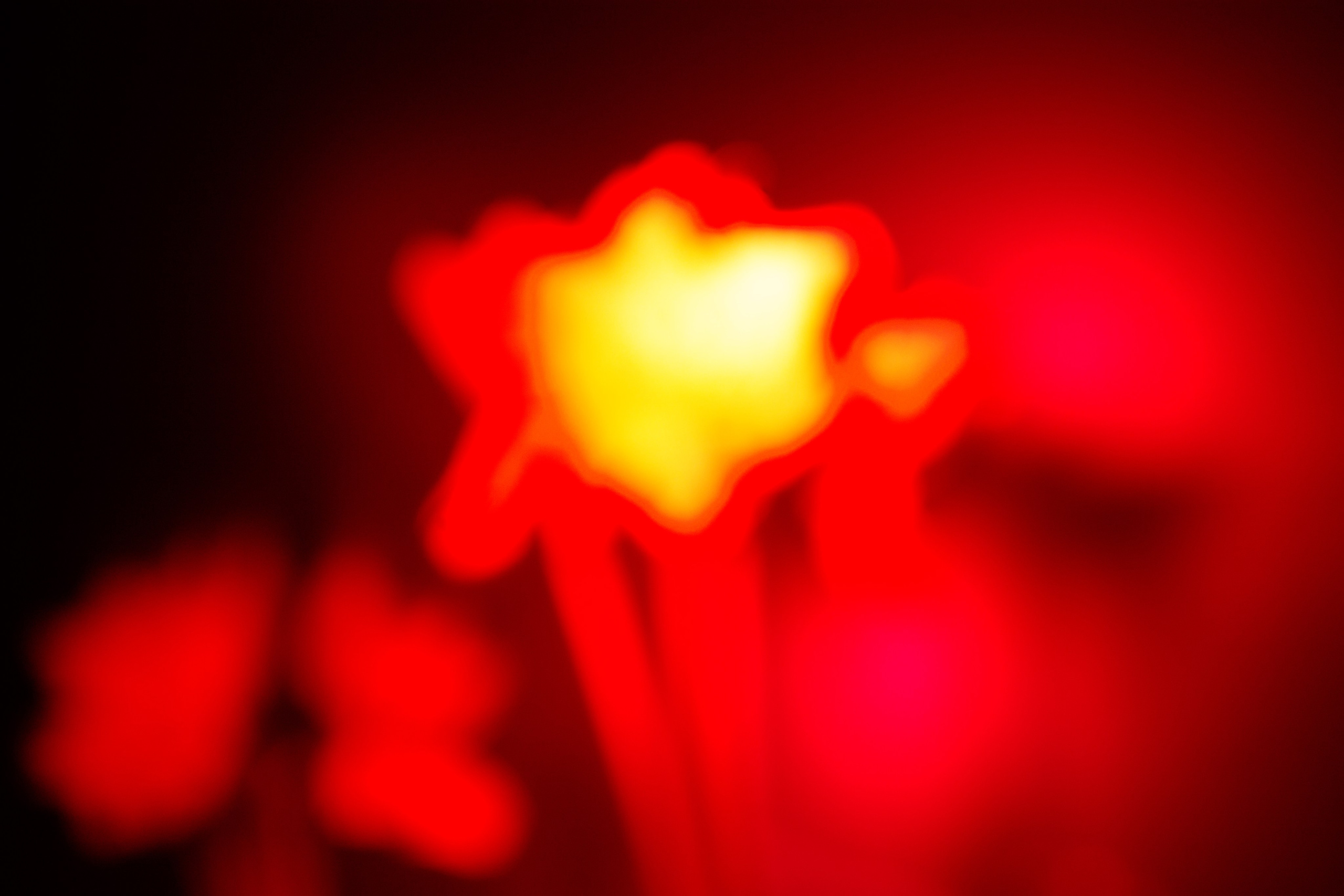 Цветы, колосья и все, что растет. Фотограф Старый Оскол Мавлыга Мария