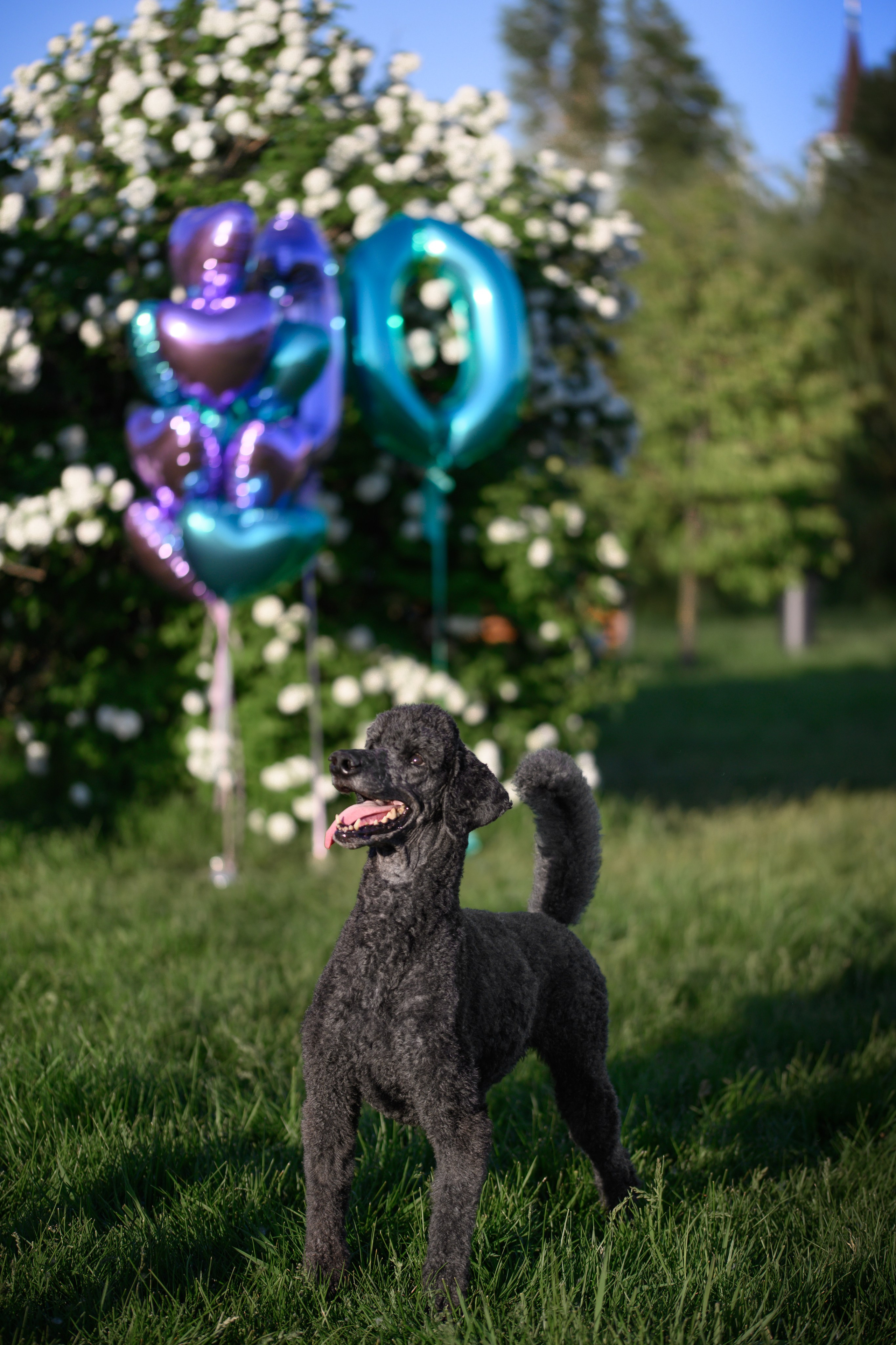 Собаки. FASHION ФОТОГРАФ КАЗАНЬ