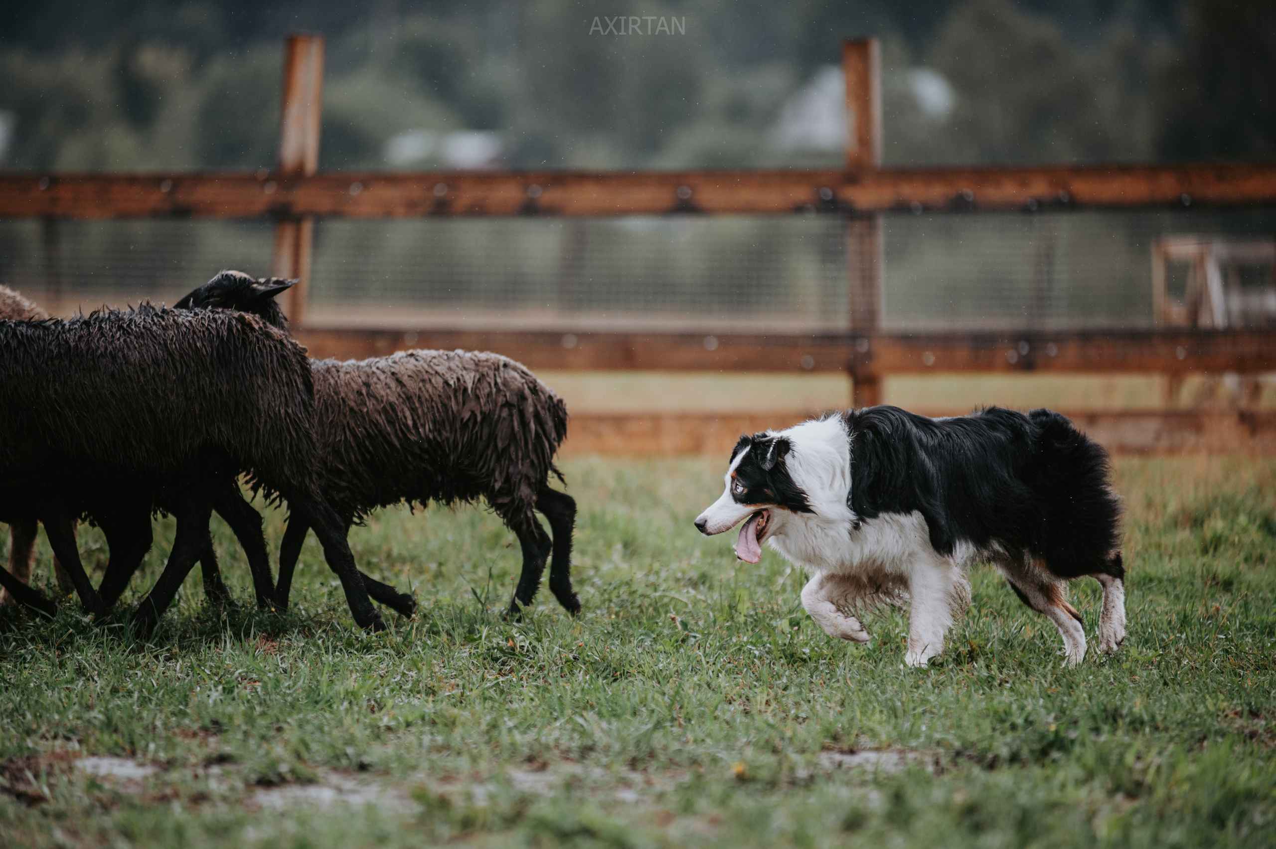 Синдра. BLGKV питомник собак