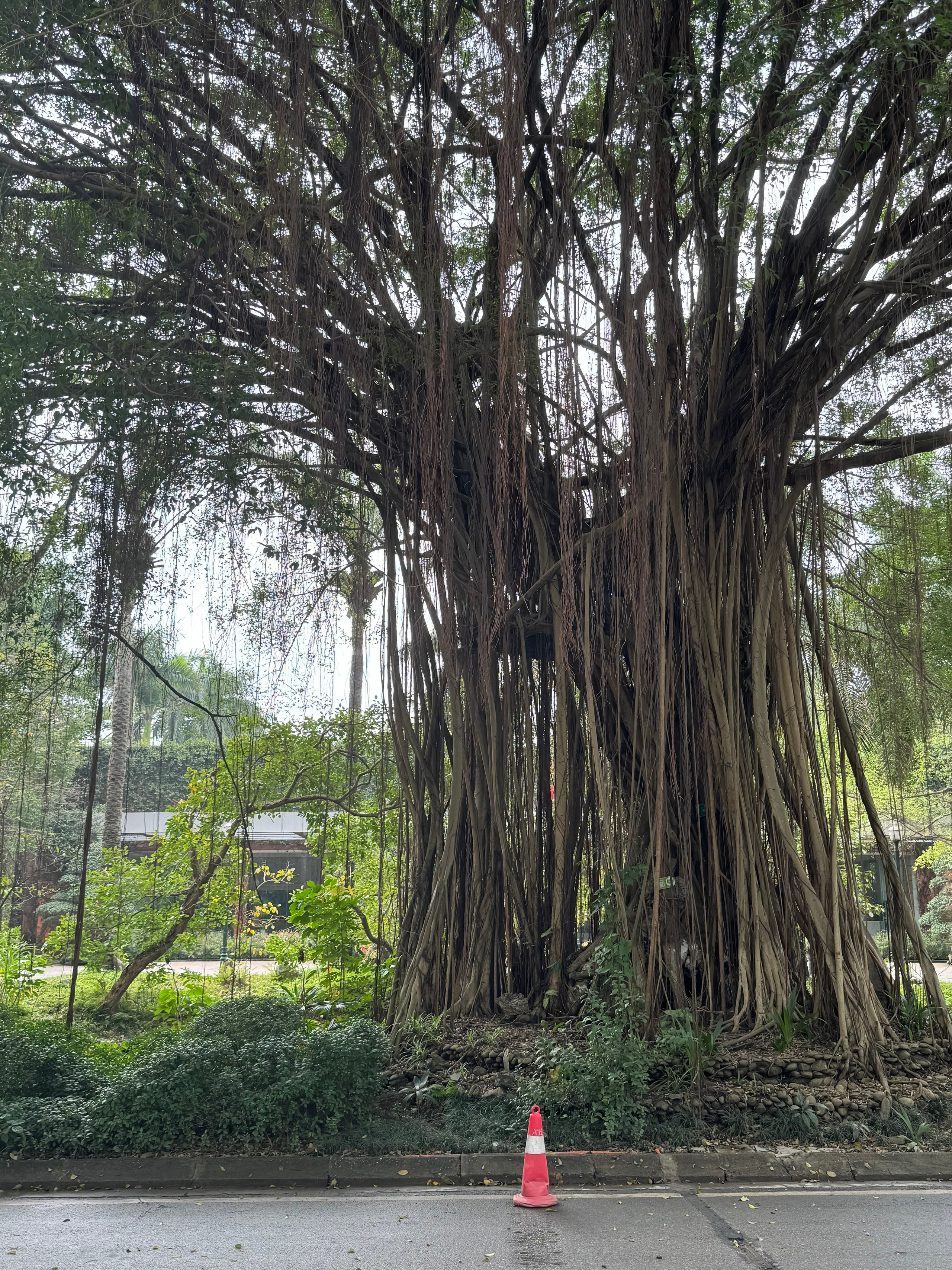 Вьетнам.Ханой 2025. А вот и да!