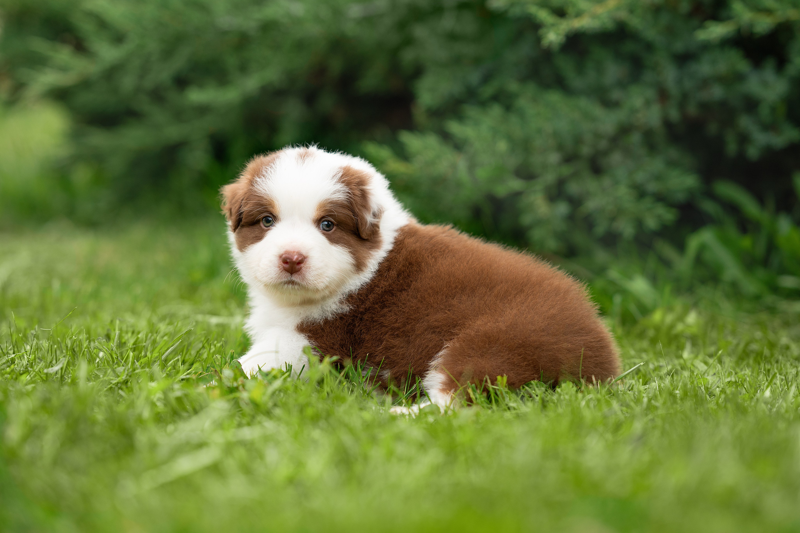 Заводчик Елизавета Степанова. Творческий фотограф Вологда