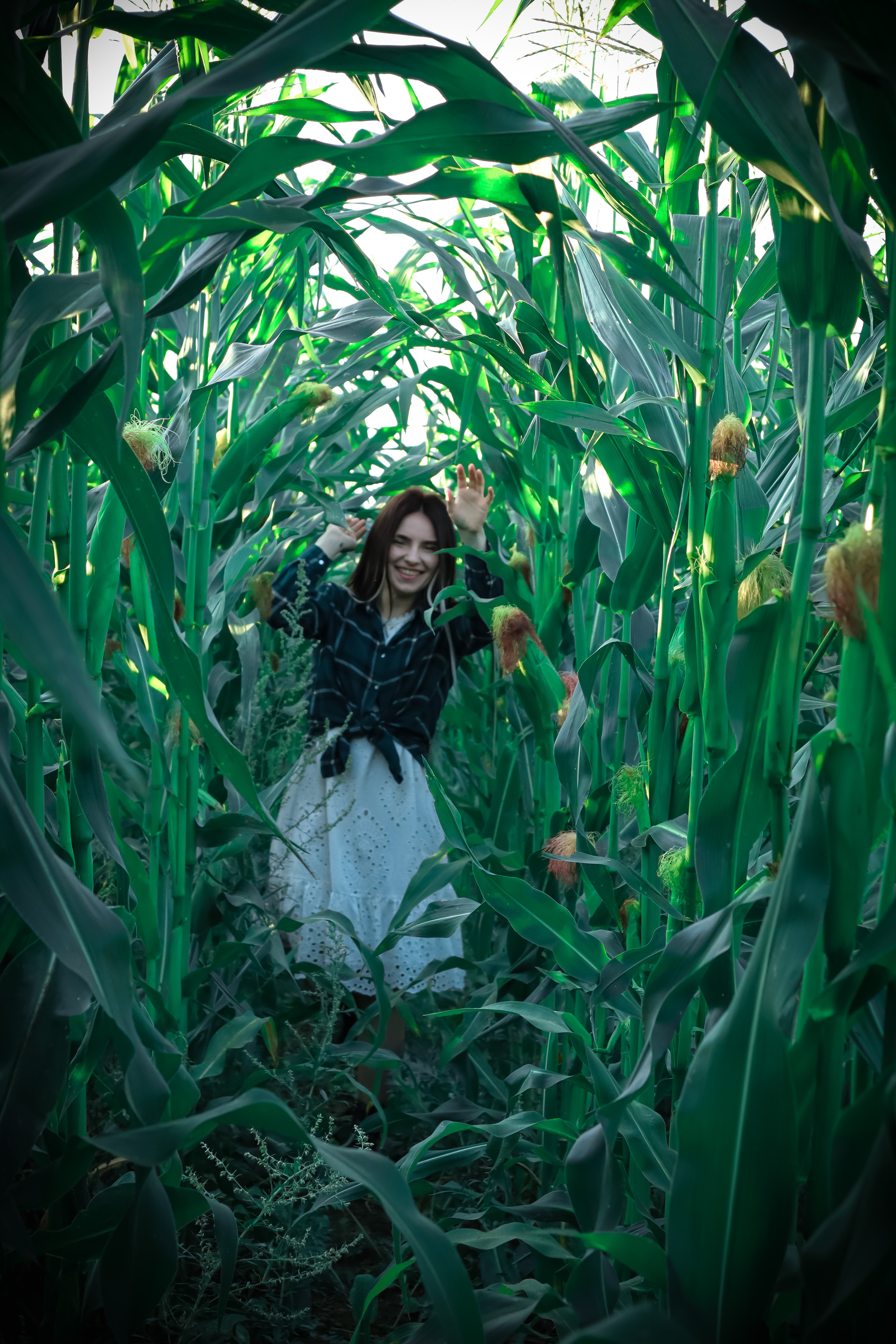 Кукуруза. Фотограф Ступино, Фотограф Домодедово, Фотограф Москва