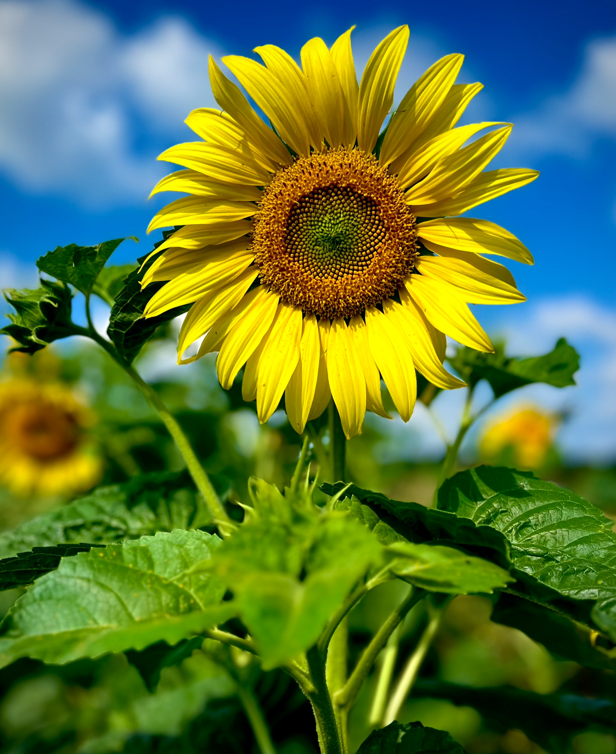 Солнечный цветок. Фотограф природных объектов