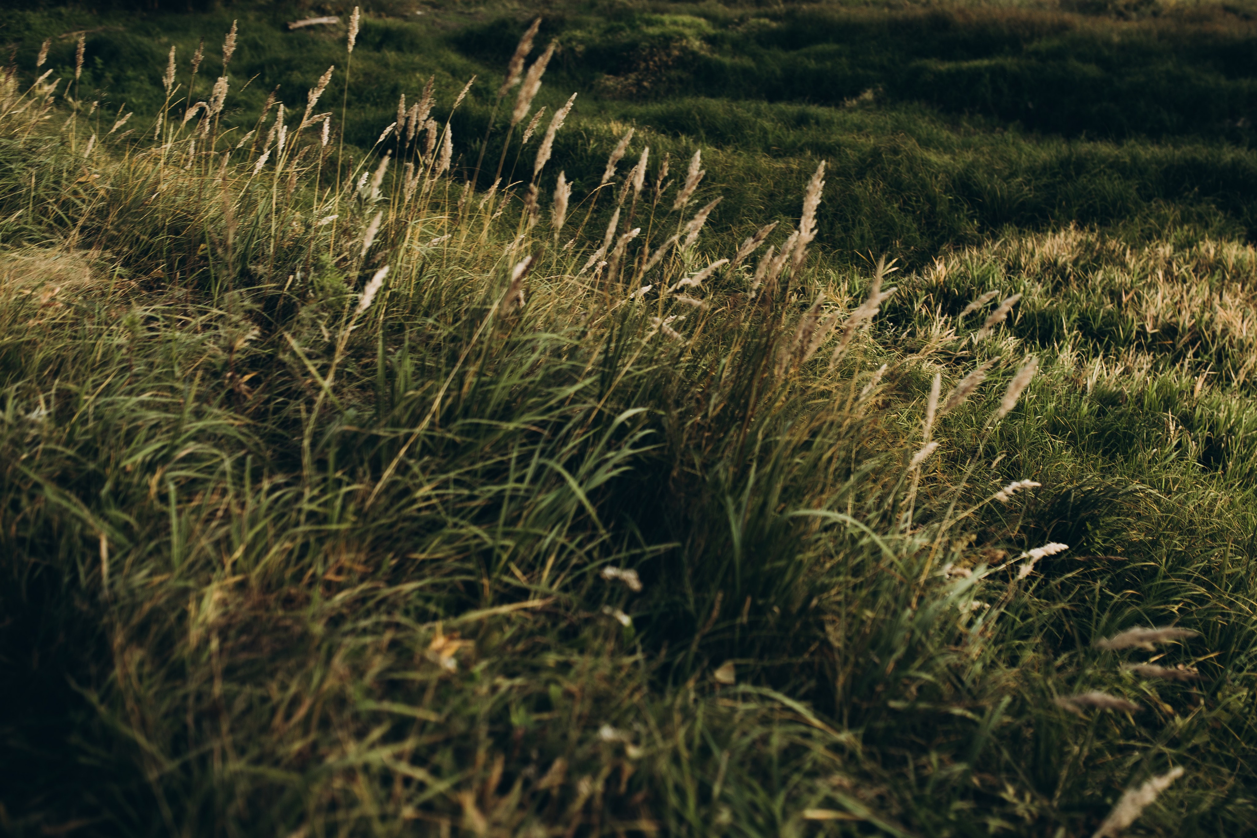 Надежда и Максим. Свадебные фотографы в г. Сургут Маркова Наталья и Замахина Елена