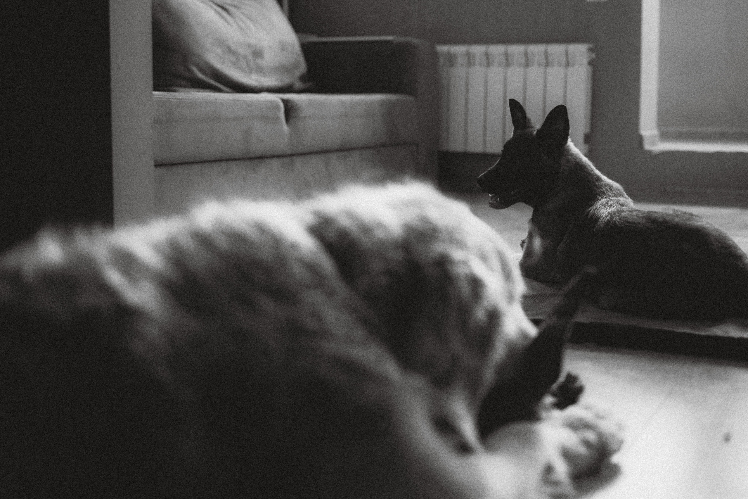 Ира, Андрей, Бэлла и Панда