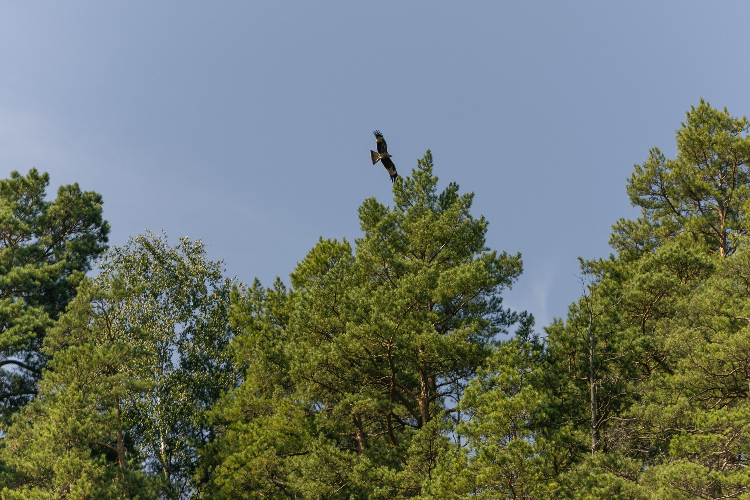 VI ОТКРЫТЫЕ КИНОЛОГИЧЕСКИЕ СОРЕВНОВАНИЯ. ЧЕЛЯБИНСКАЯ ОБЛАСТЬ 2025. Репортажный фотограф Наталья Лапцевич