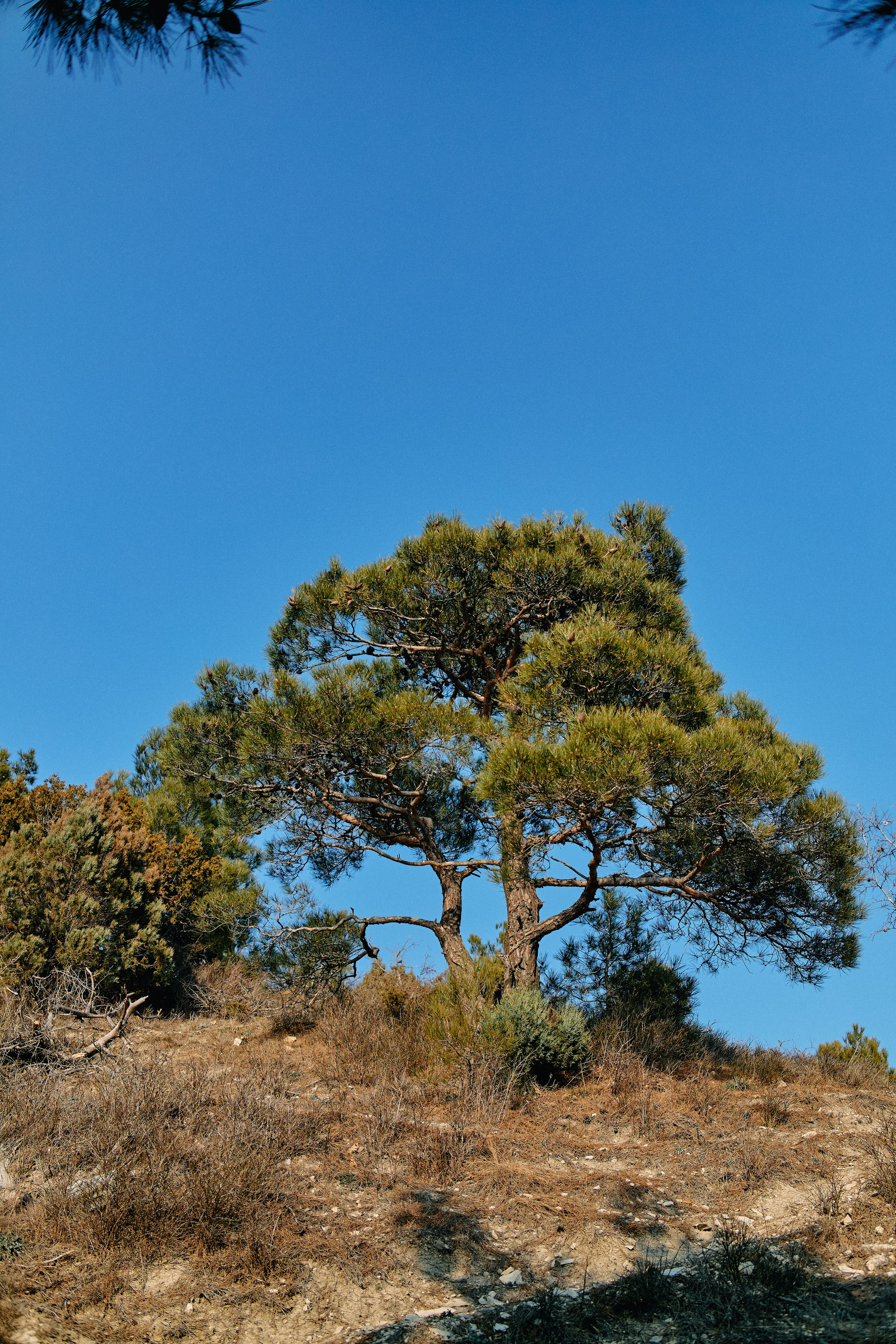 Юг России. Профессиональный Фотограф во Владимире, в Москве и в Суздале — Полина Романычева