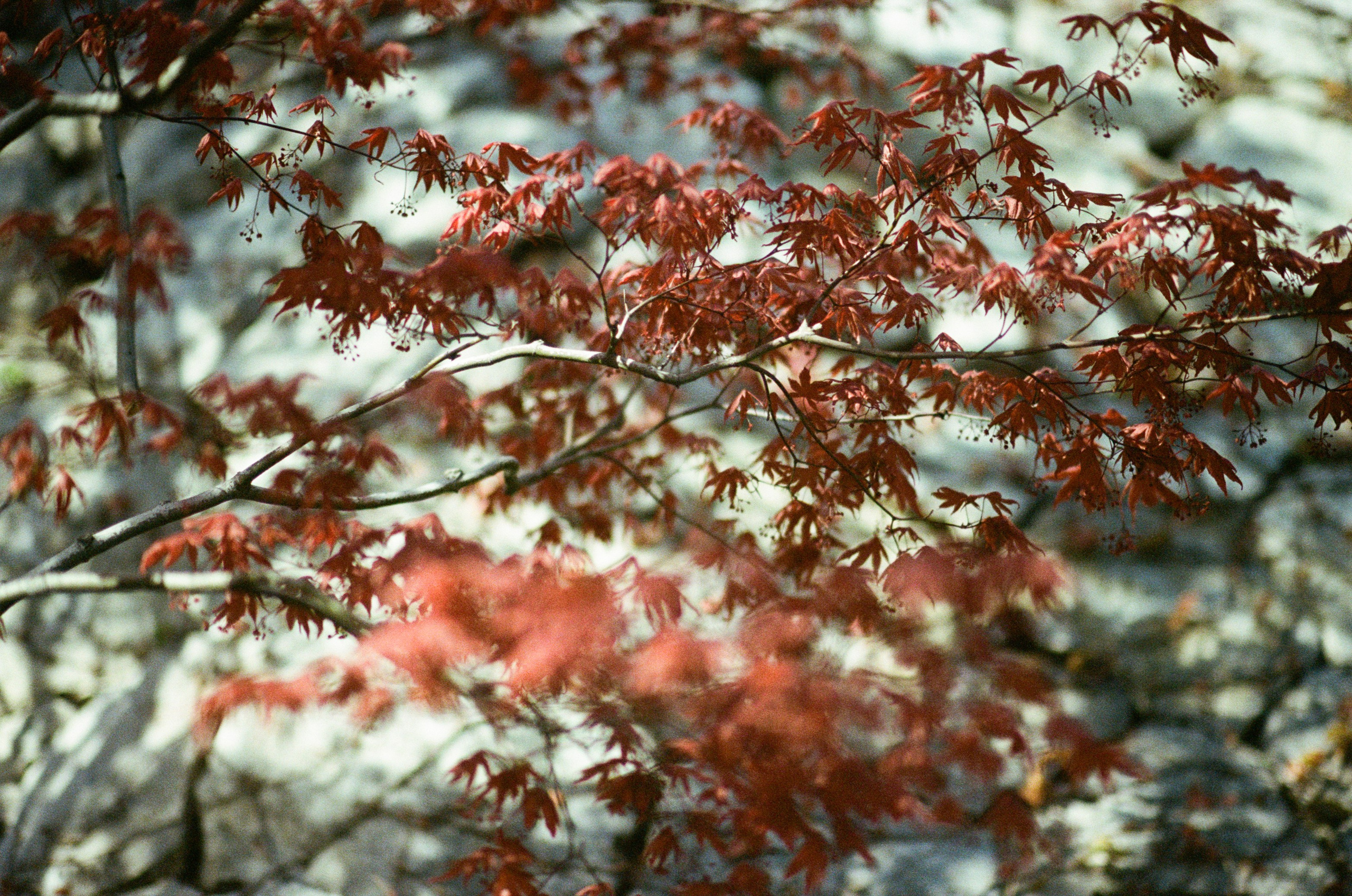Sakura blues // ukraine, crimea VII. EVER EXPOSED