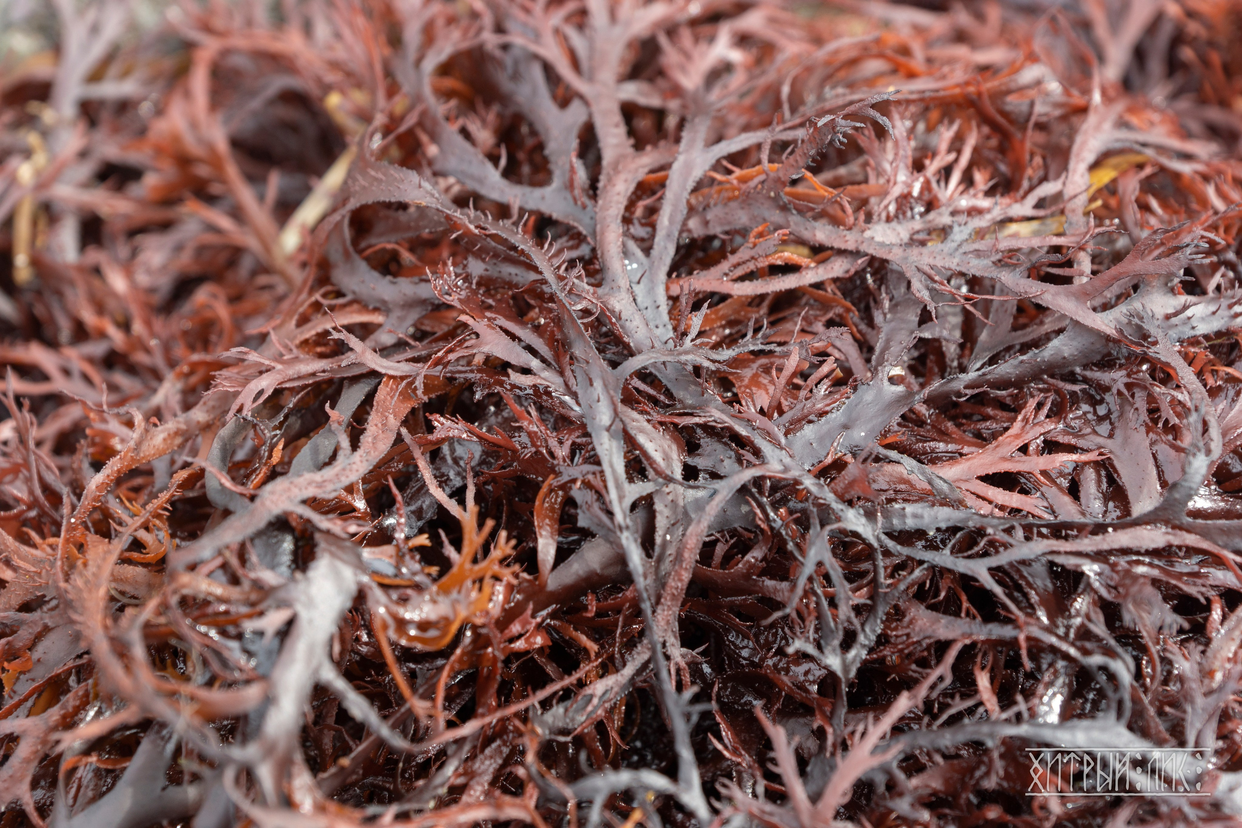 Сахалин. Фотограф-путешественник Самойлов Максим «Sly Fox»