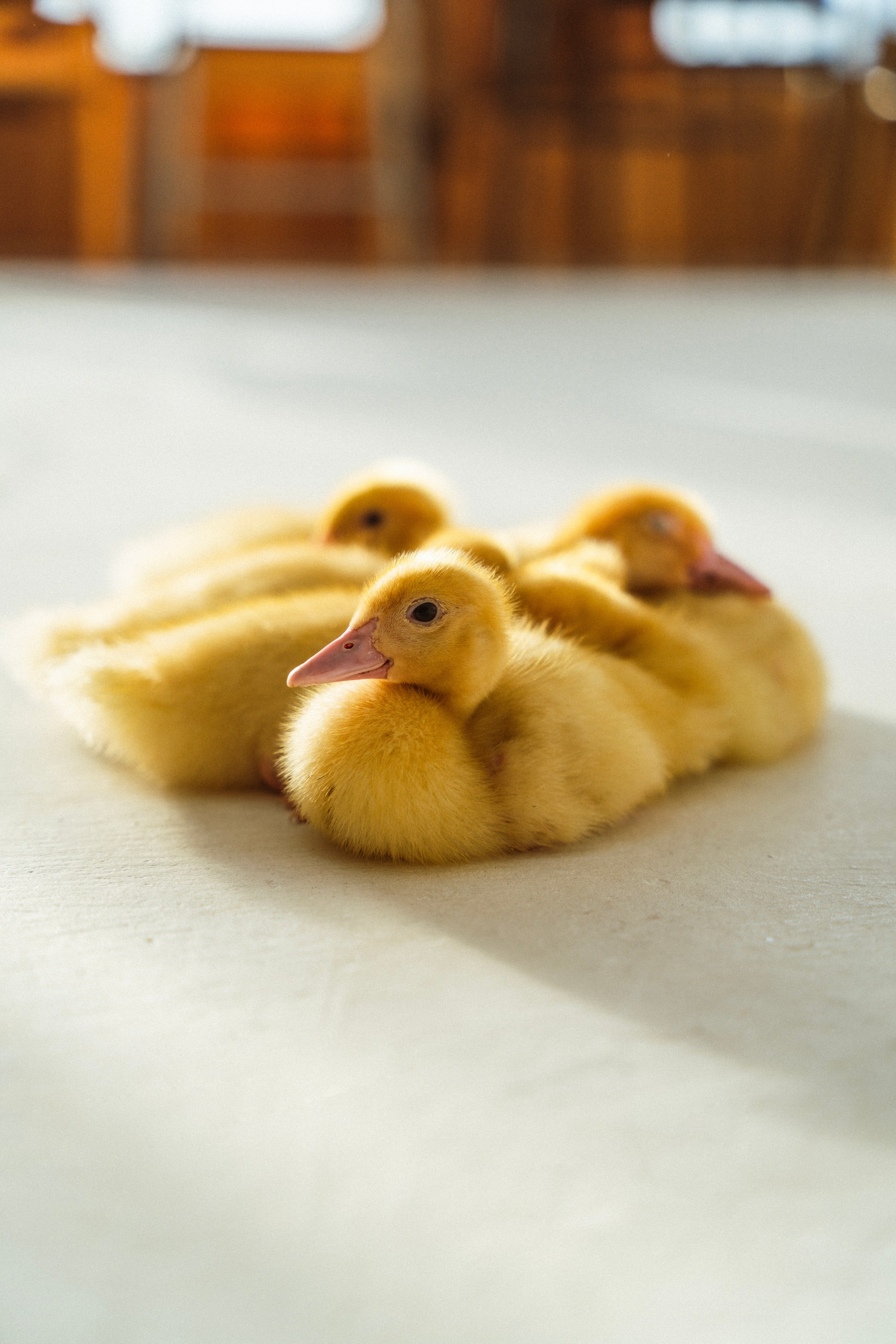 Немного Утят. Главная