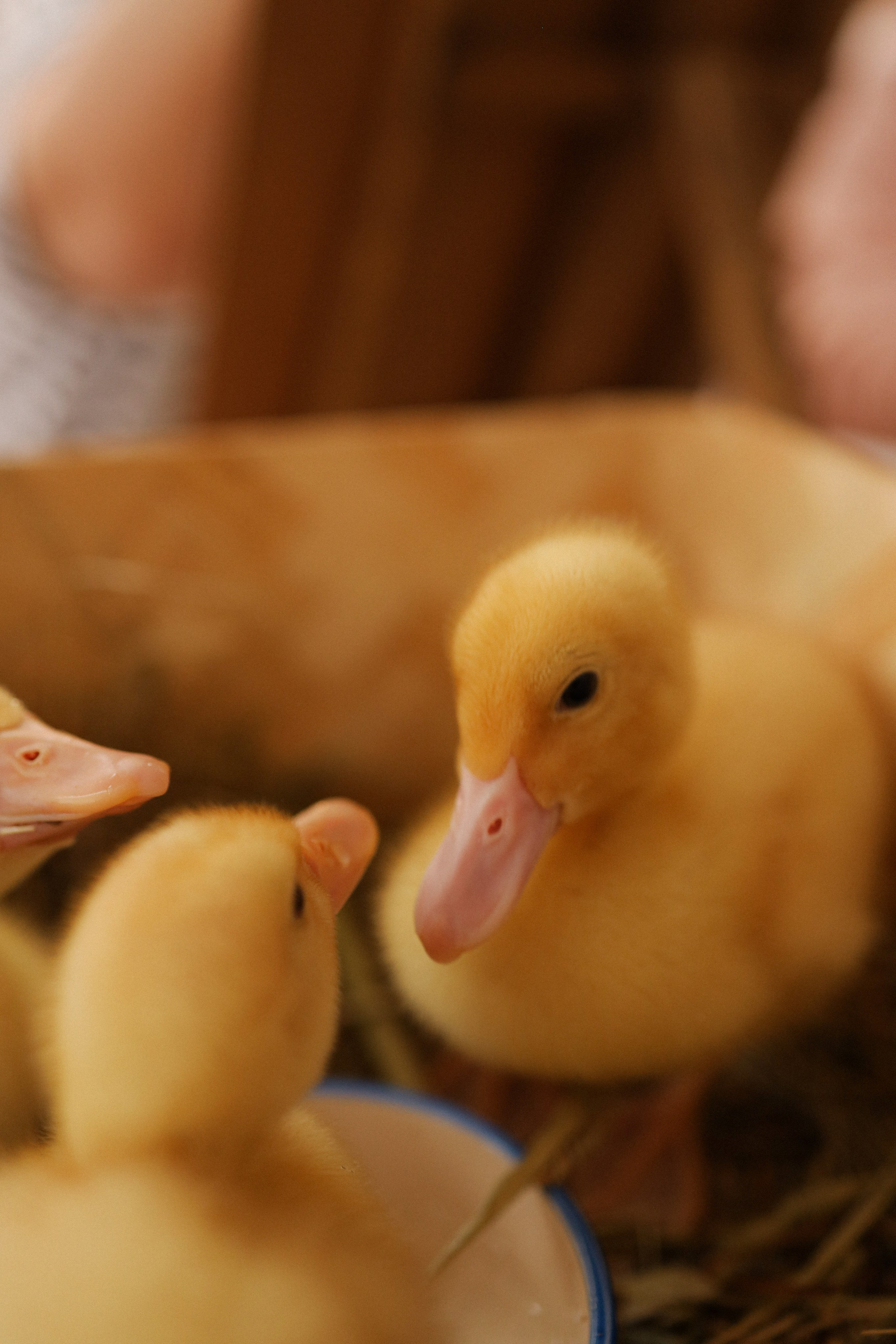 Мк Акварель (рисуем с натуры). Анастасия Ракчеева Художник
