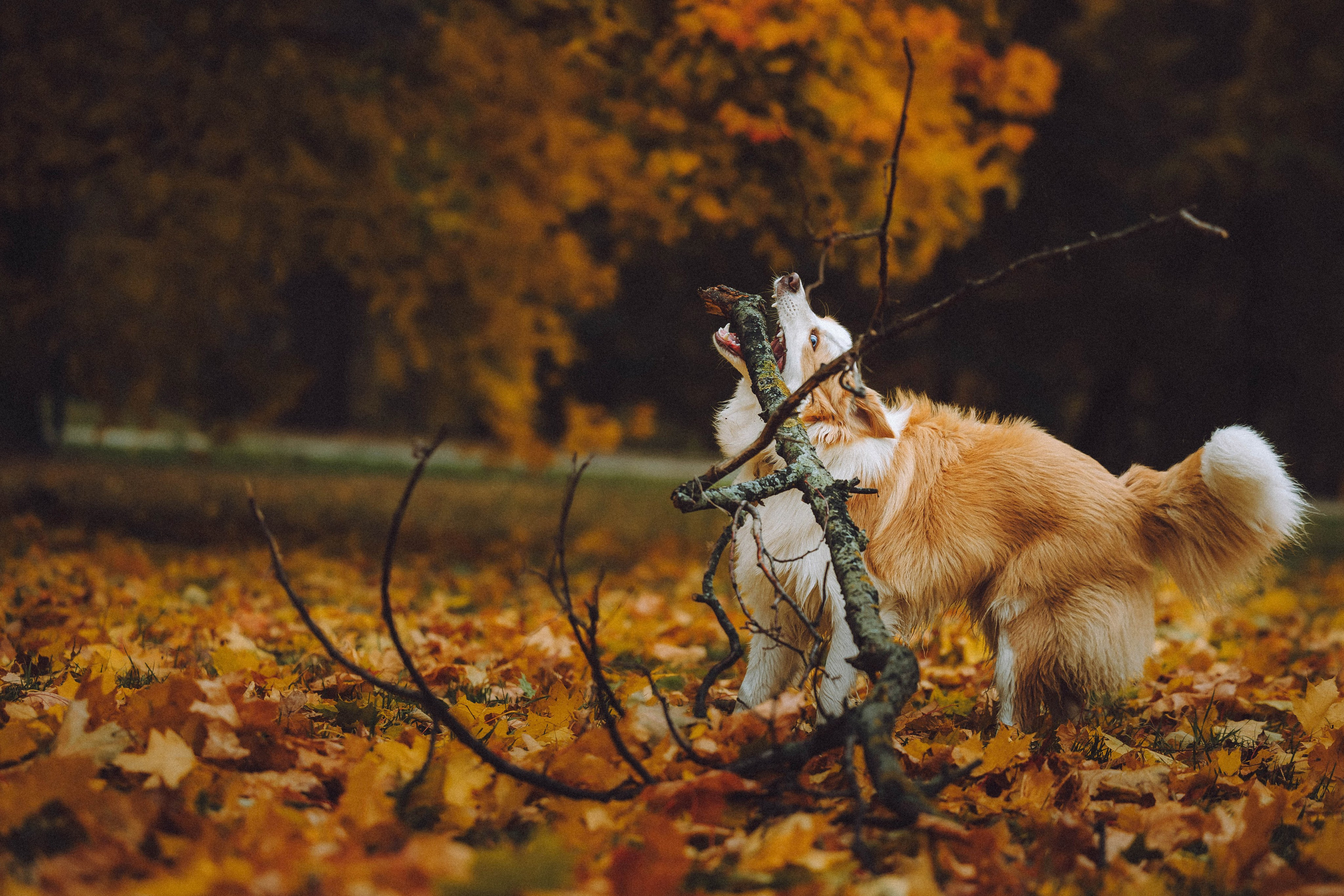 Алина, Витя и Асти