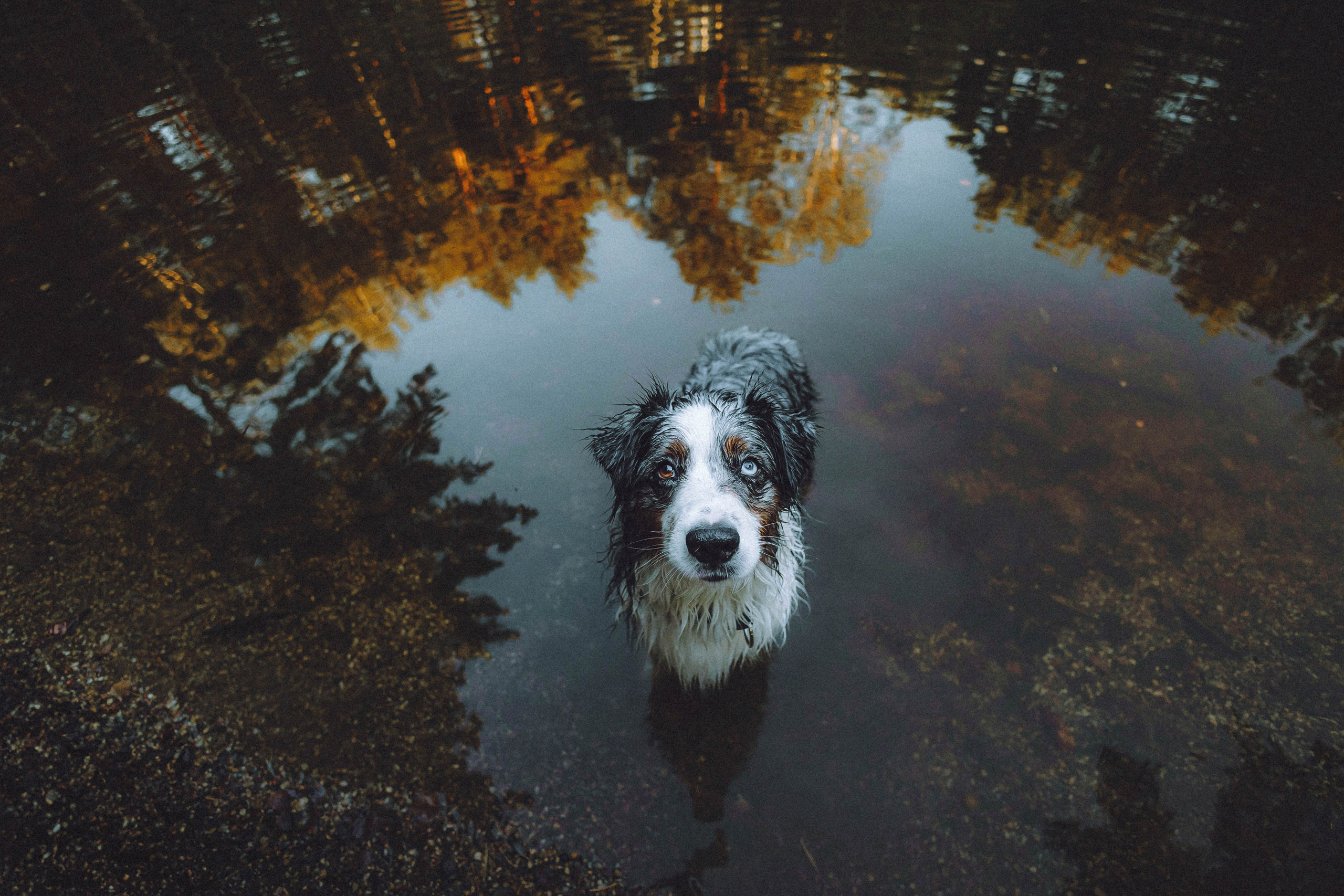 Лена, Принц и Фенек