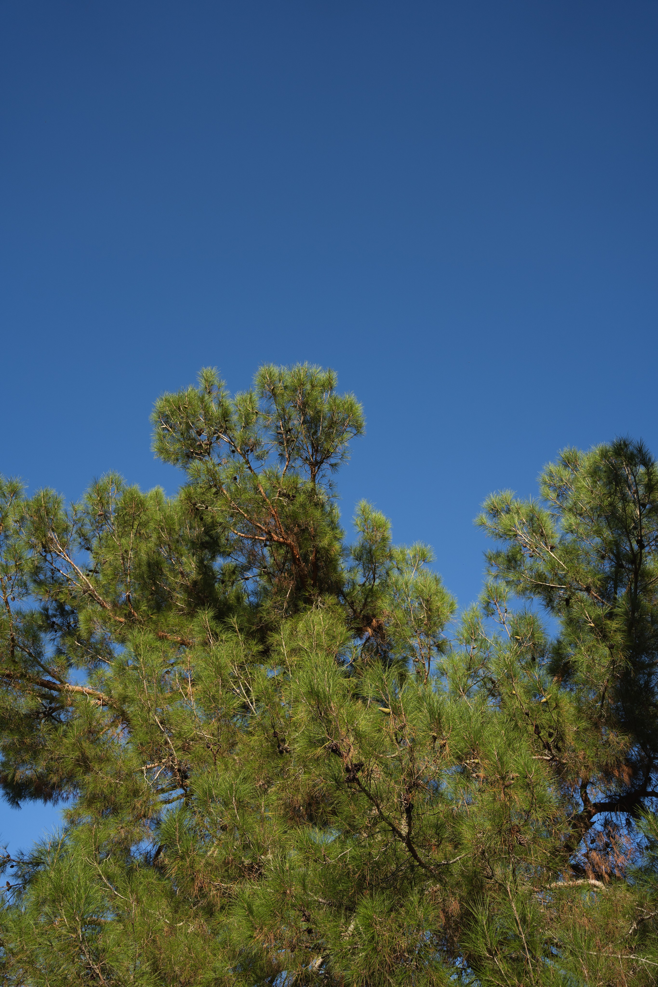 Фотографии из поездки в Абхазию. Предметный фотограф Санкт-Петербург