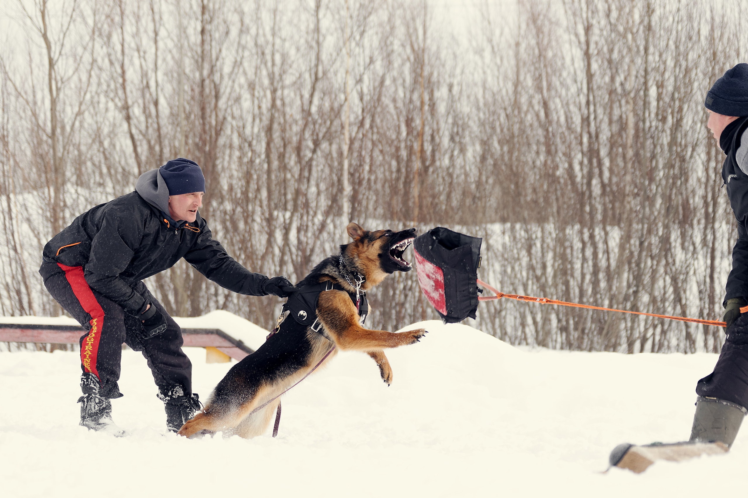 Репортажная съемка. Фотограф-анималист Нижний Новгород