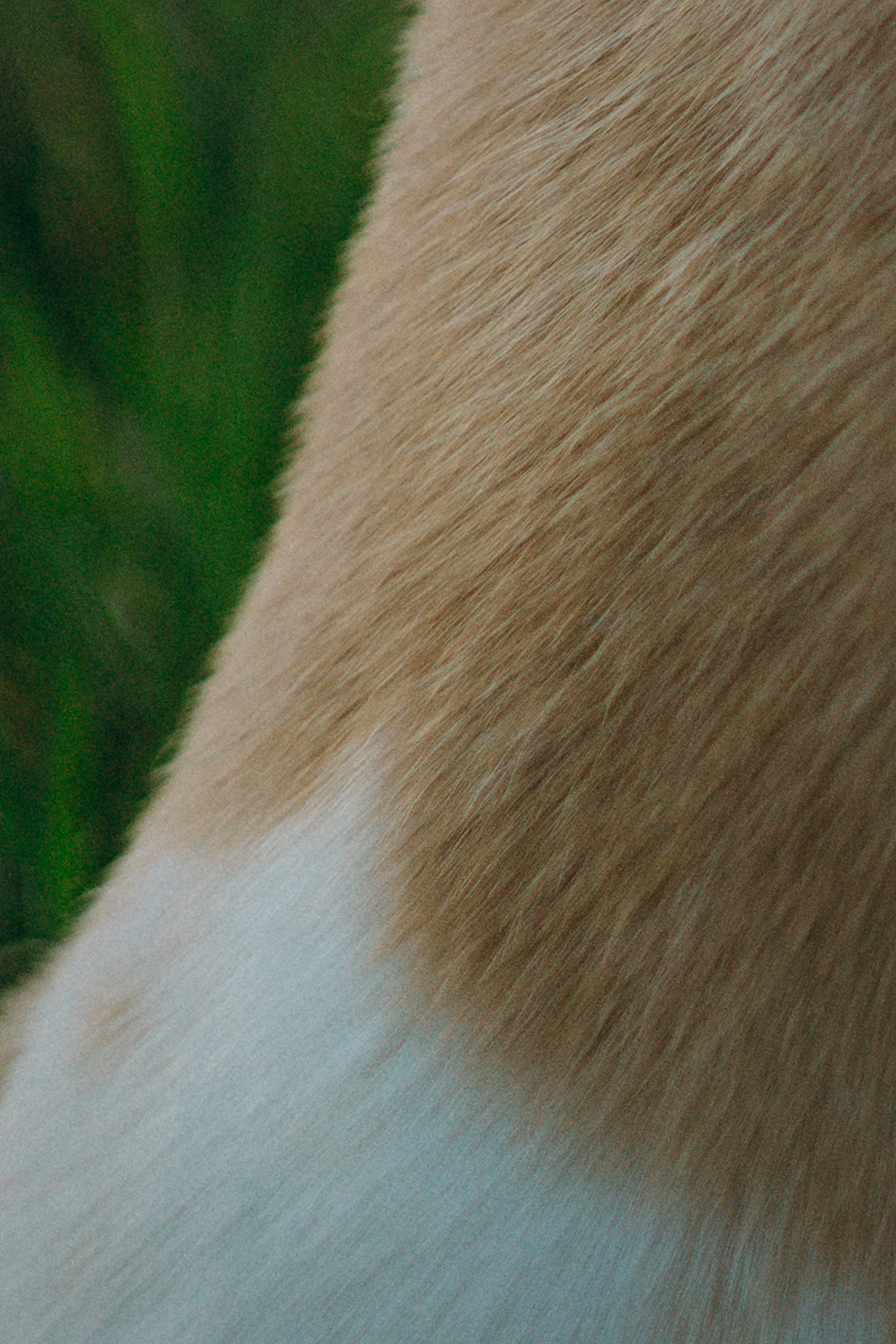 Настя и Рахат. Фотограф анималист в Москве и Санкт-Петербурге Свиридова Анна