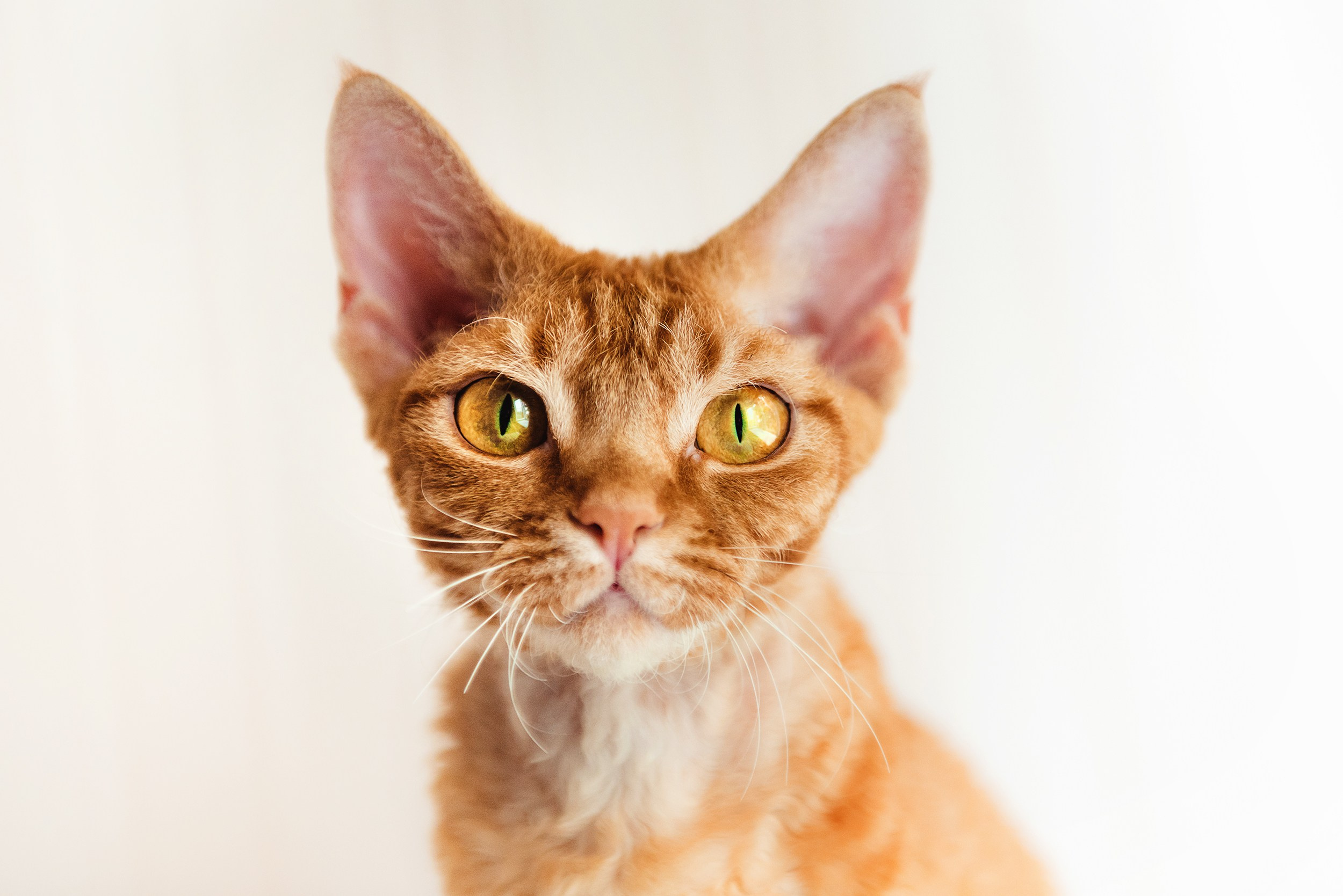 Кошка. Семейный Фотограф в Москве Ирина Хохлова