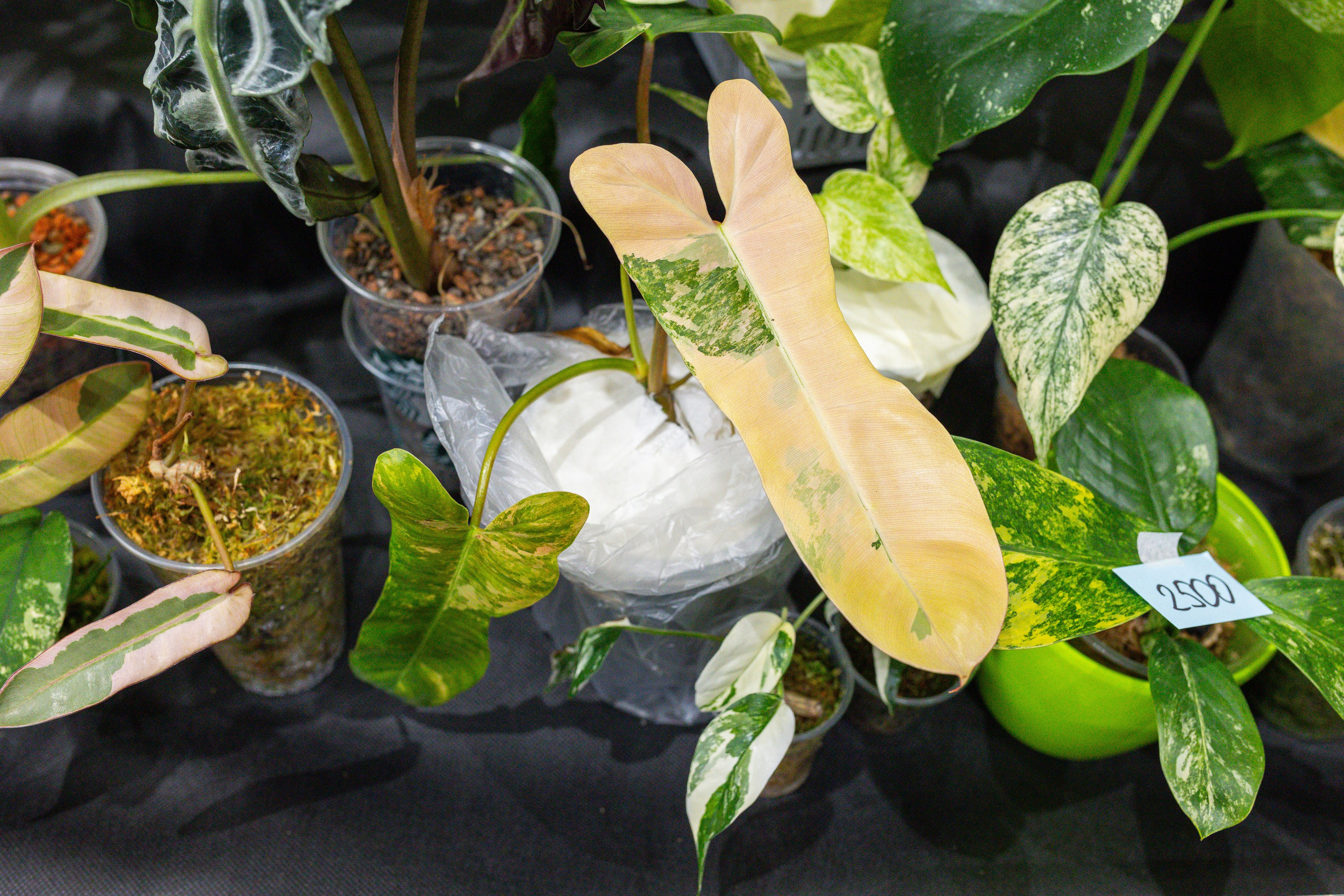 Монстериум 11–12 октября. Александра Куликова фотограф, Москва