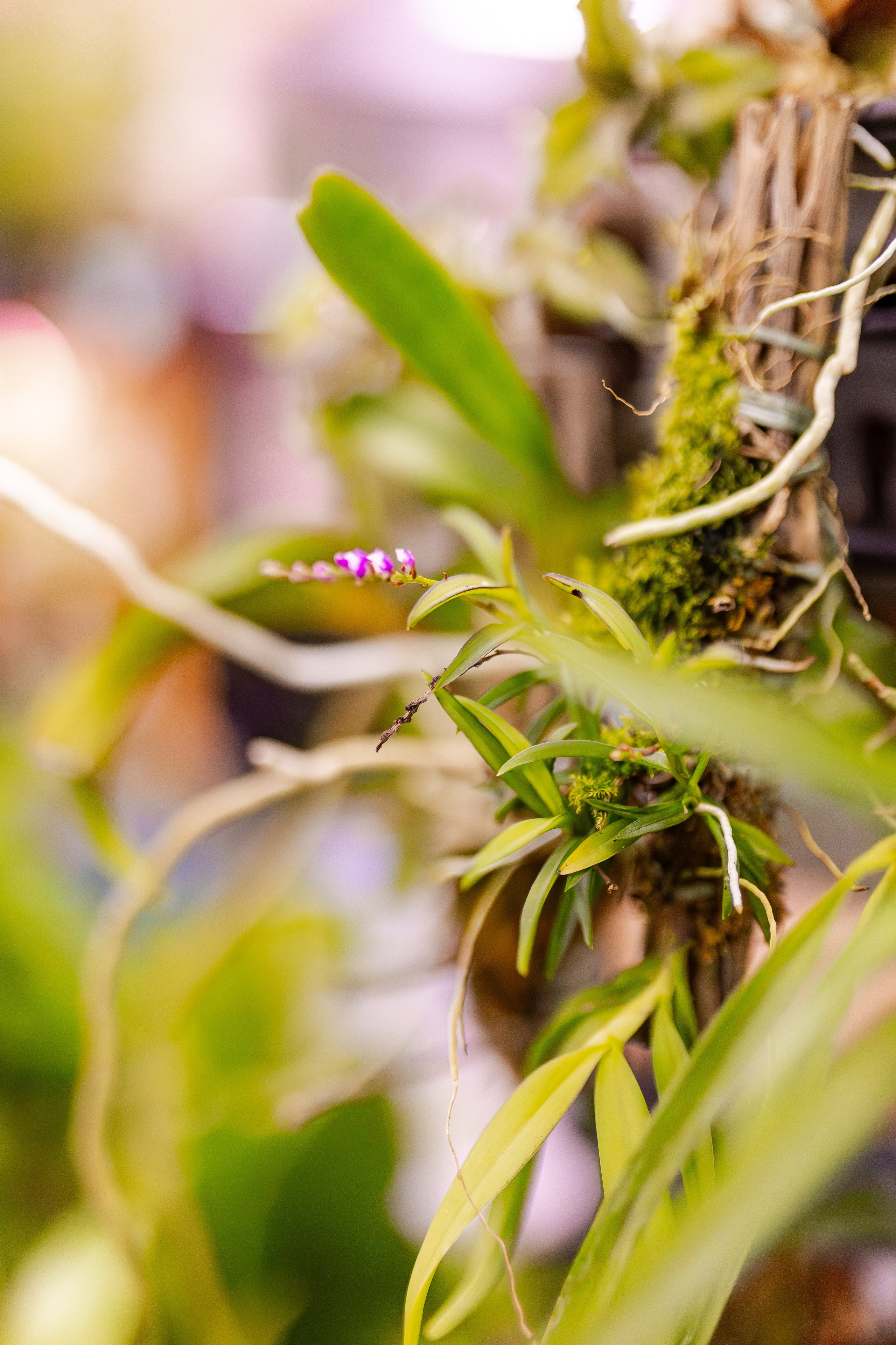 Орхидиум сентябрь 2025. Александра Куликова фотограф, Москва