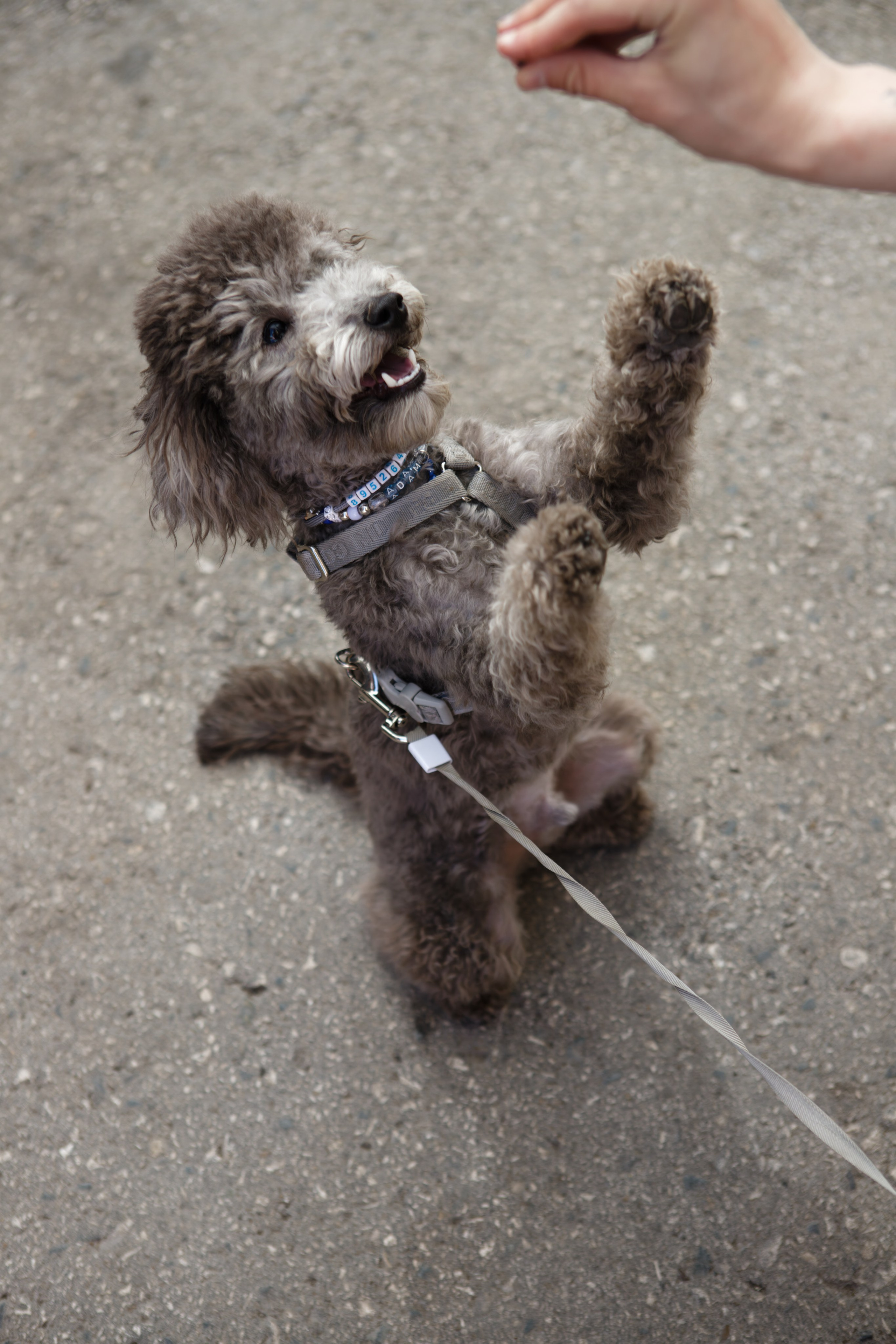 Вечеринка для собак Oh my dog 20.07.2025. Репортажный и спортивный фотограф в г. Пермь Зильберг Павел