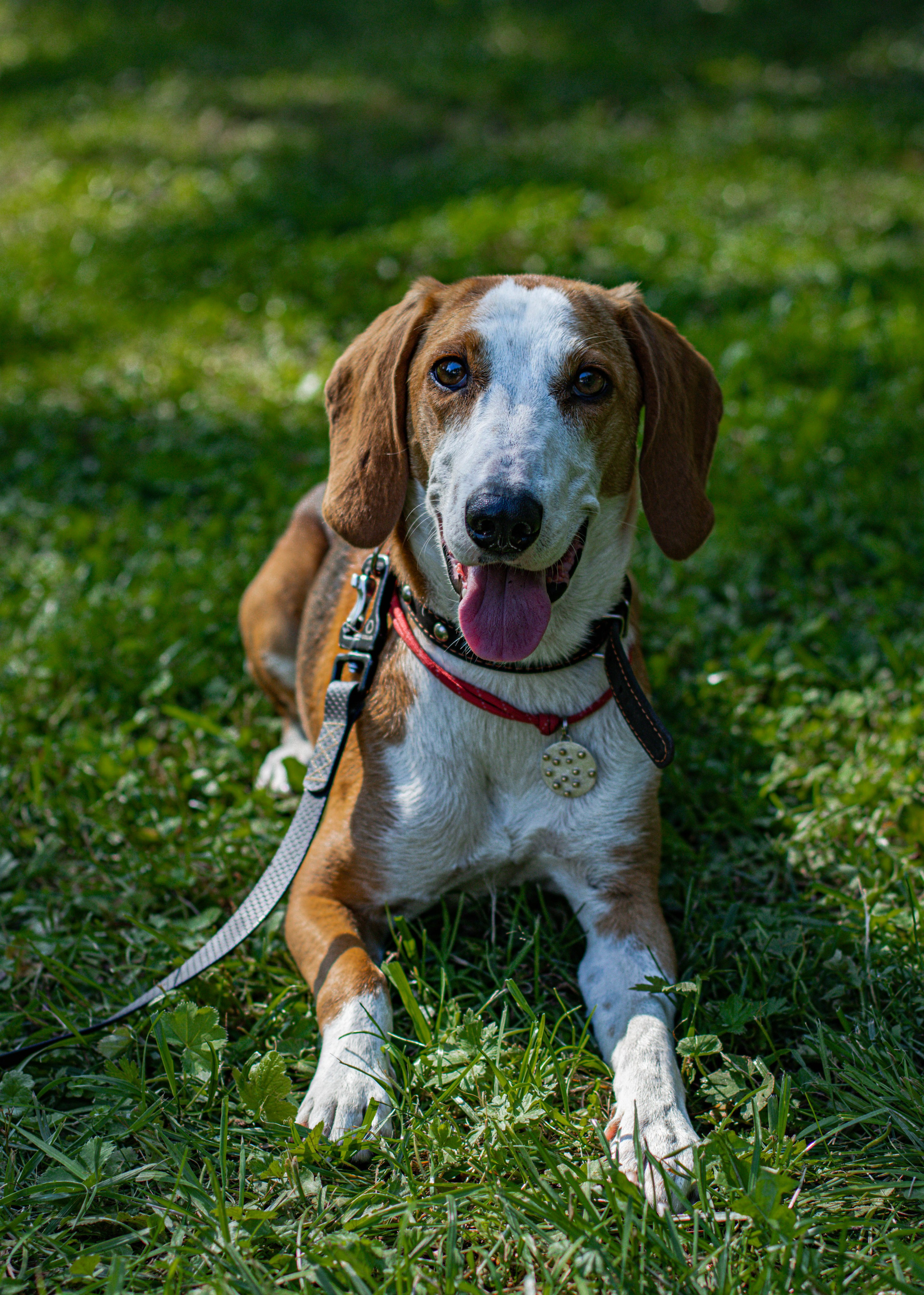 Домашние животные. Свадебный и семейный фотограф в Москве Мария Соловова