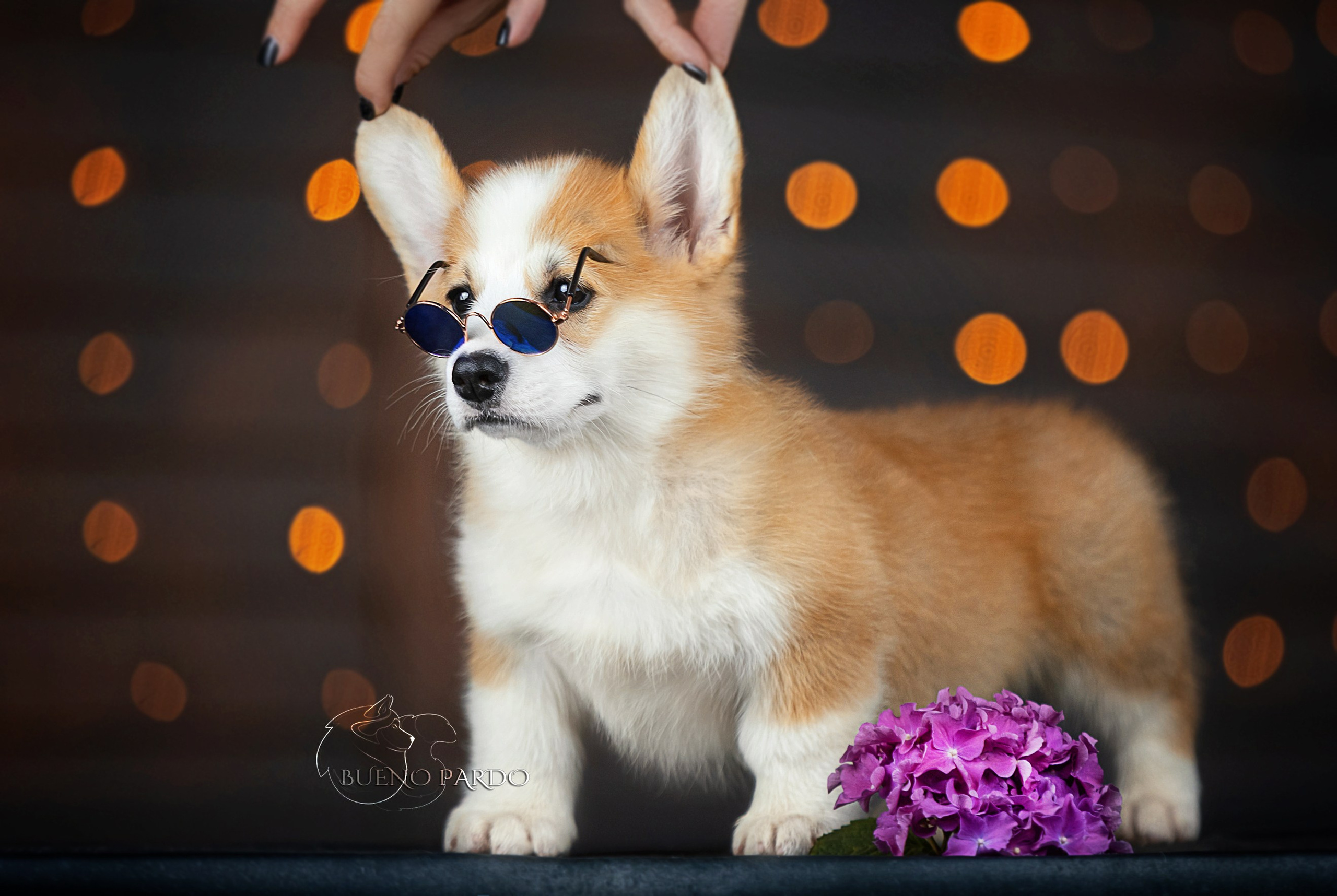 Щенки вельш корги пемброк из питомника. Питомник собак Акита, Хаски, Корги