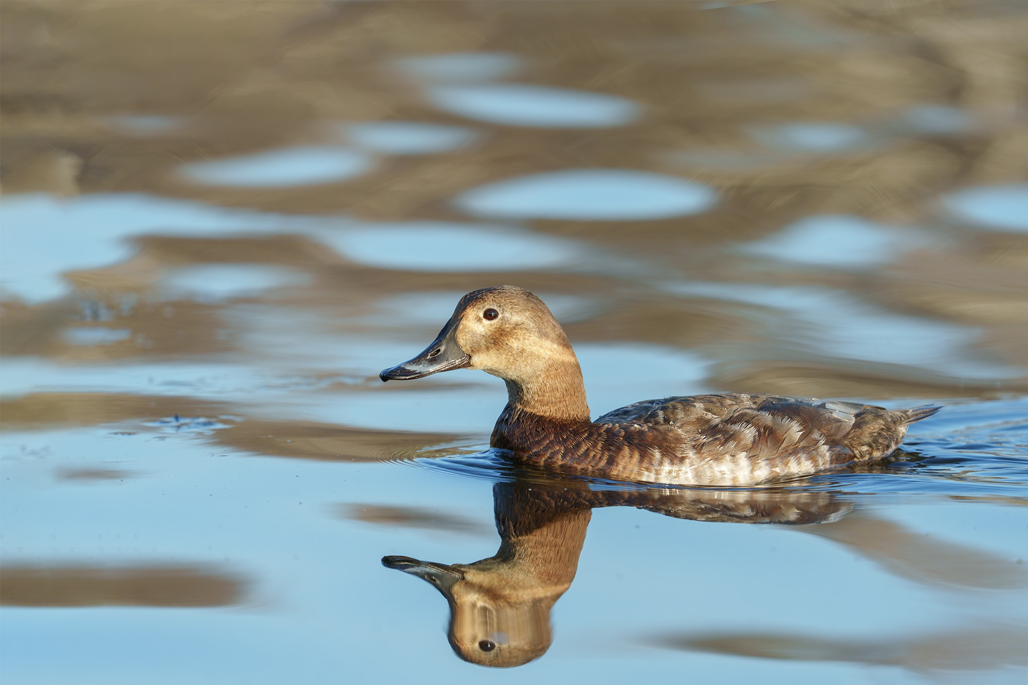 Удивительные мир птиц. Вокруг нас столько прекрасного — присмотритесь!. Ваш личный фотограф Марина Волкова