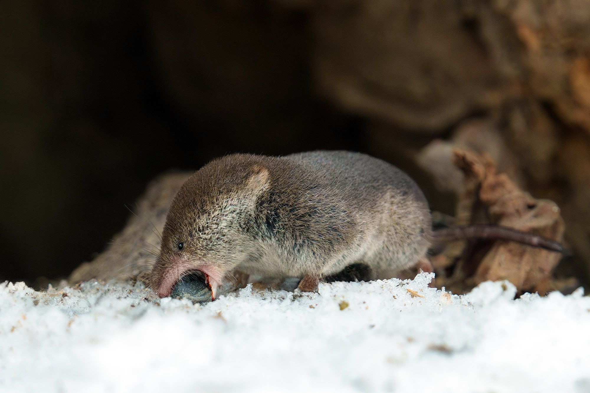 Животные. Ваш личный фотограф Марина Волкова